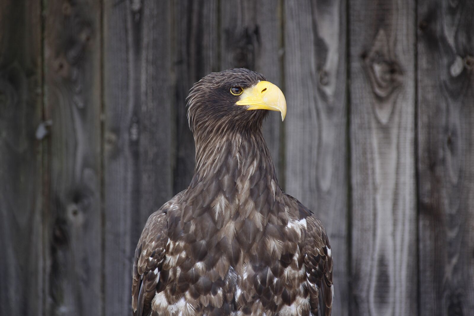 Canon EOS 700D (EOS Rebel T5i / EOS Kiss X7i) sample photo. Golden eagle, animal, bird photography