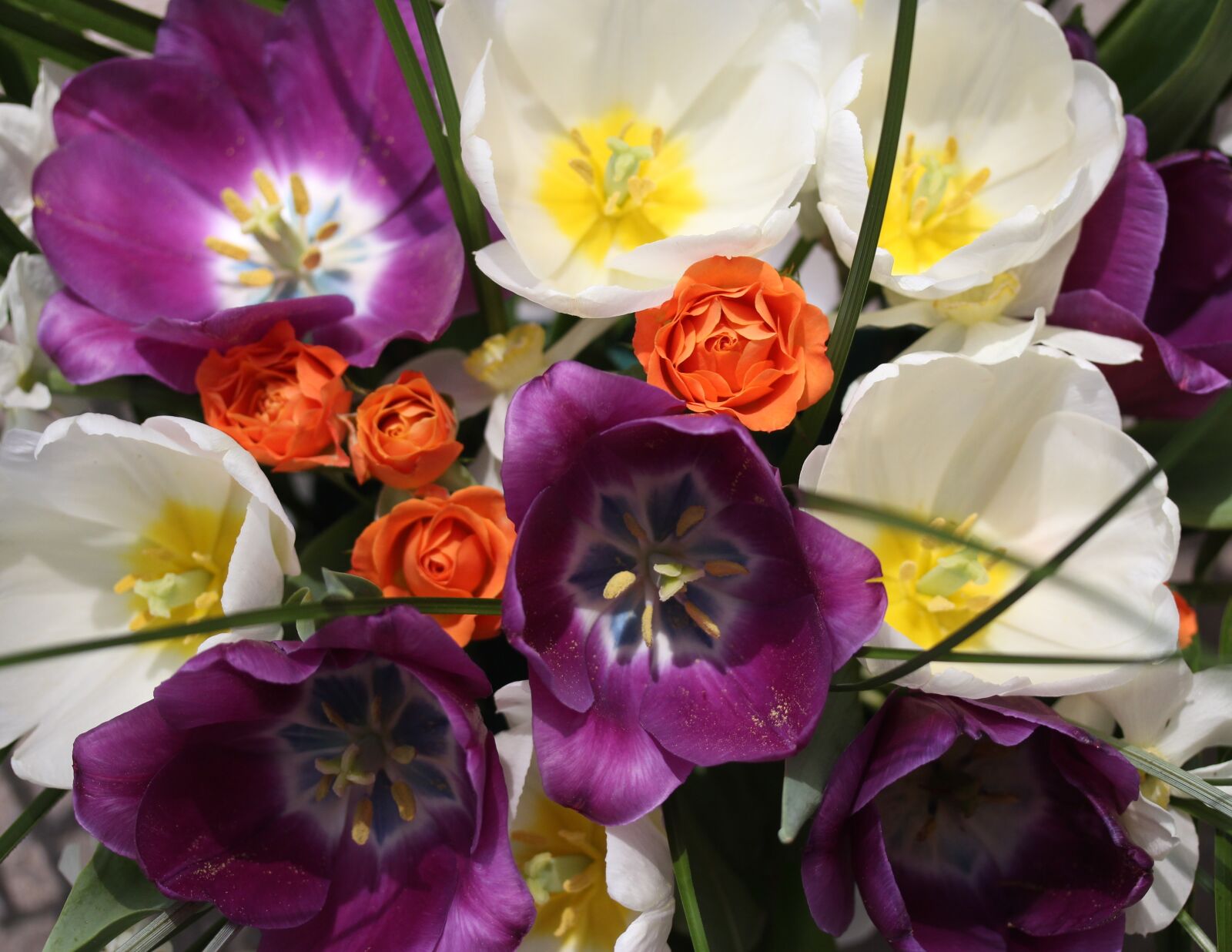 Canon EF-S 60mm F2.8 Macro USM sample photo. Tulips, mov, white photography