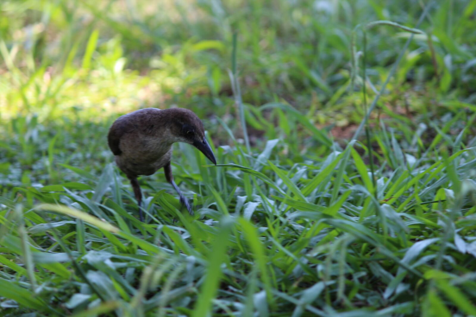 Canon EOS 1200D (EOS Rebel T5 / EOS Kiss X70 / EOS Hi) sample photo. Bird, eating, grass photography