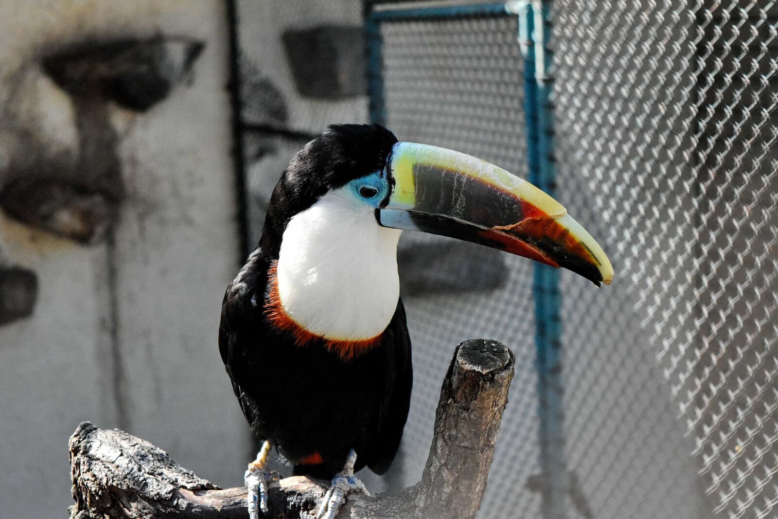 Nikon D5500 sample photo. Wildlife, bird, animal, beak photography