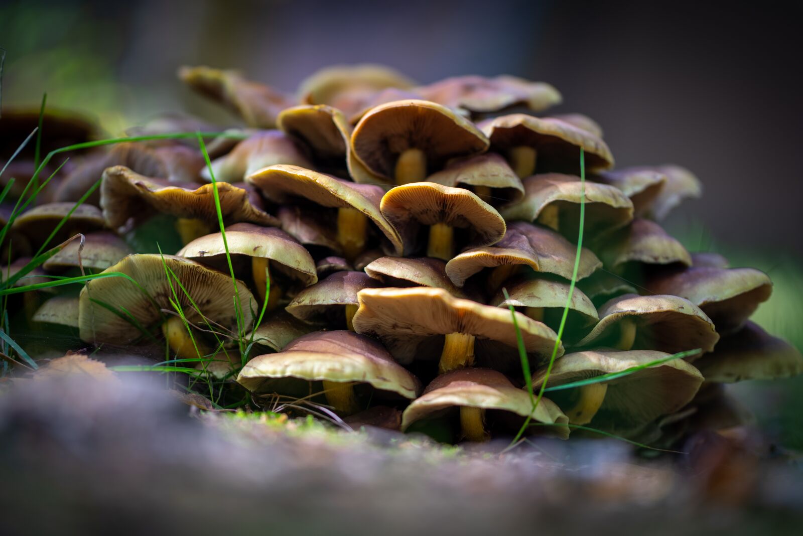 Nikon D750 sample photo. Mushroom, nature, autumn photography