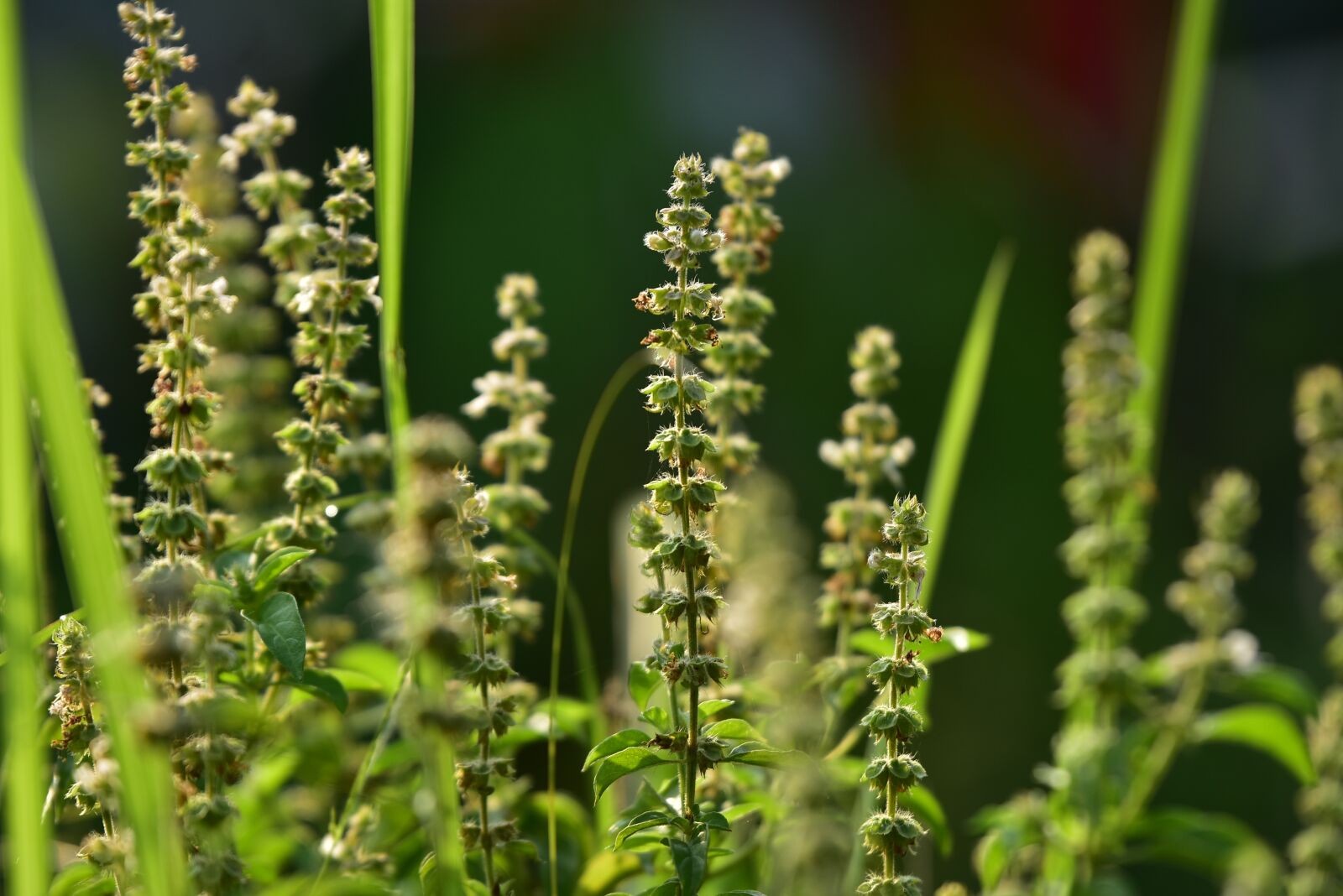 Nikon D3400 sample photo. Basil, seeds, herb photography
