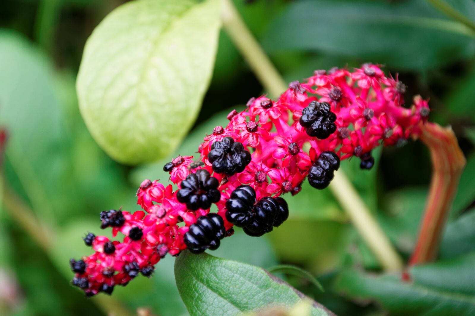 Nikon D5300 sample photo. Plant, garden, red photography