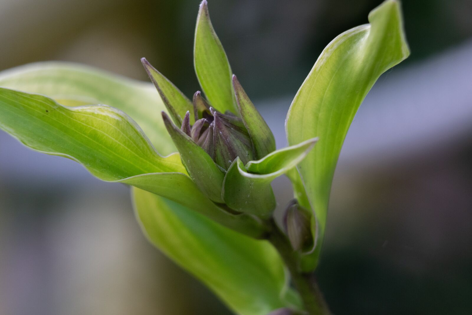 Nikon D3300 sample photo. Flower, nature, color photography