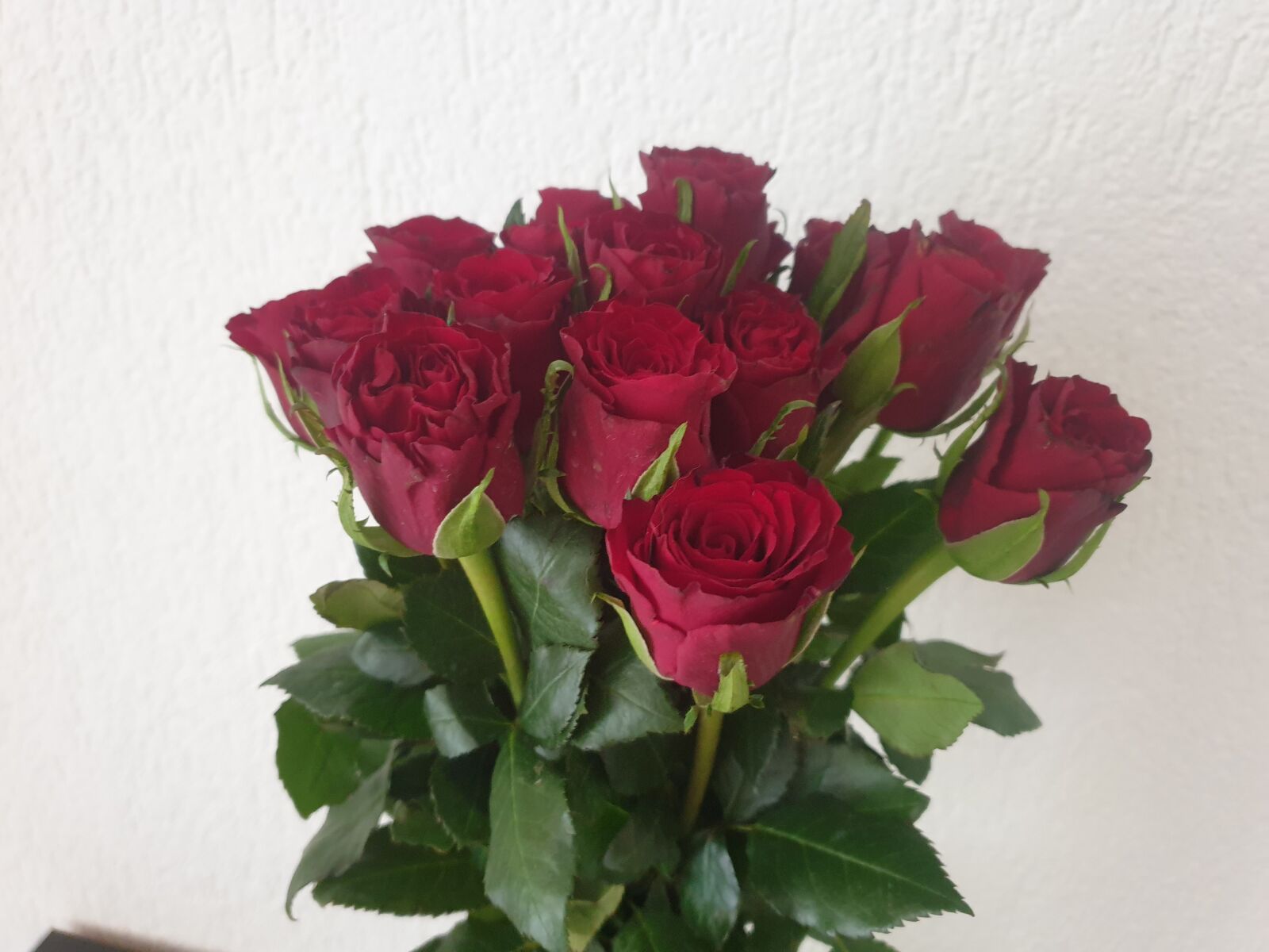 Samsung Galaxy S9 sample photo. Roses, flower, love photography