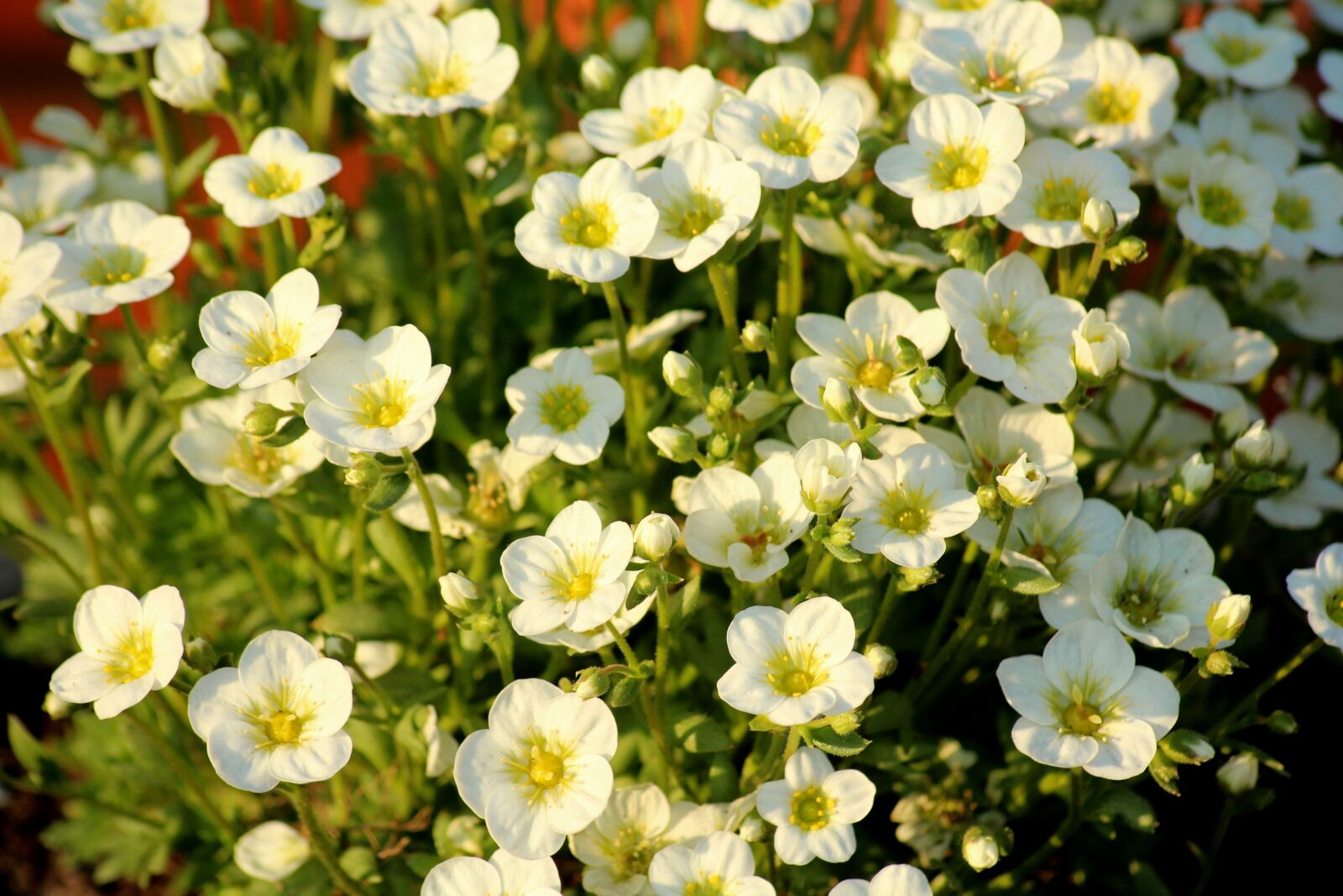 Canon EOS 1200D (EOS Rebel T5 / EOS Kiss X70 / EOS Hi) sample photo. Flowers, white flowers, spring photography