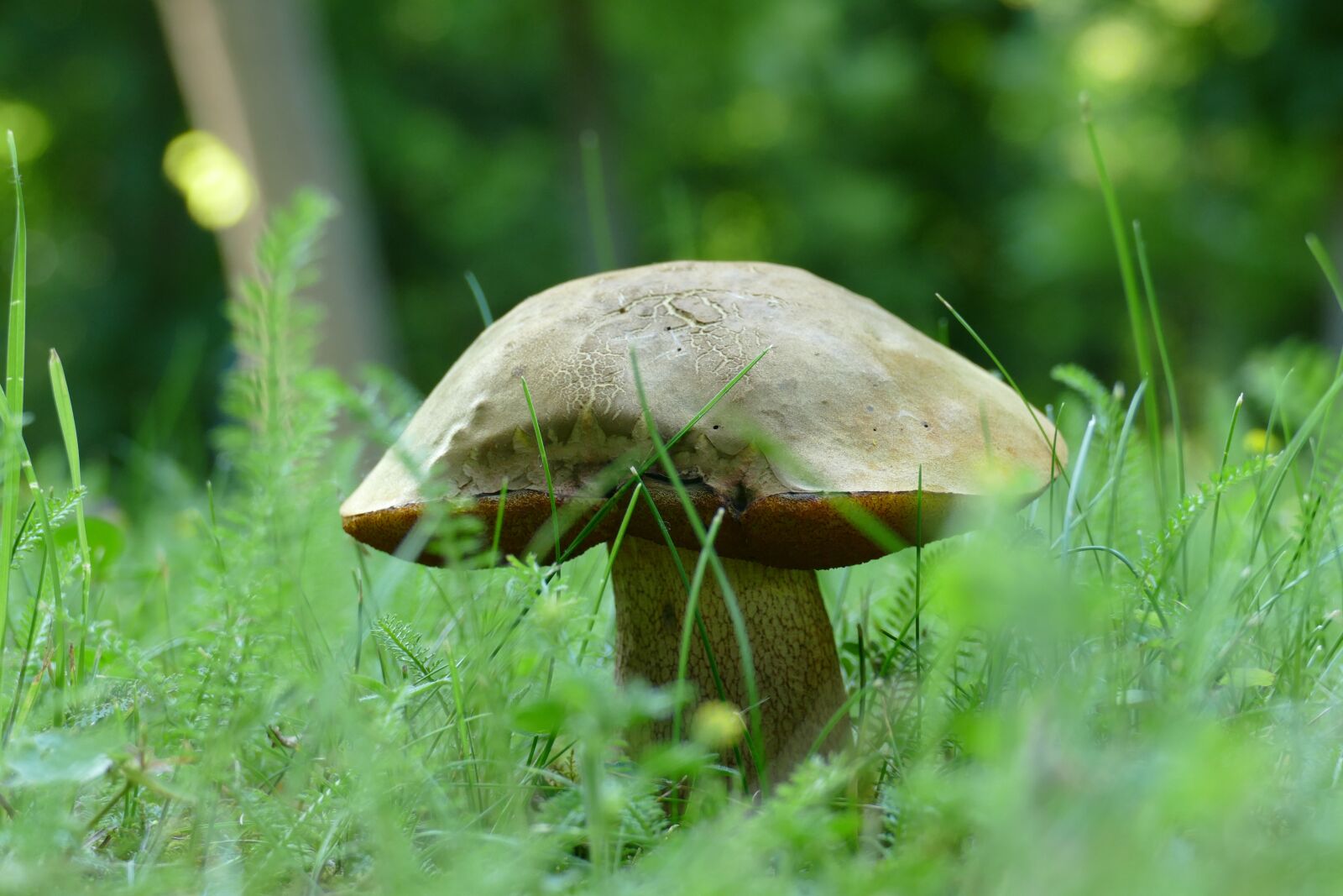 Panasonic Lumix DMC-FZ1000 sample photo. Mushroom, gathering, brown cap photography