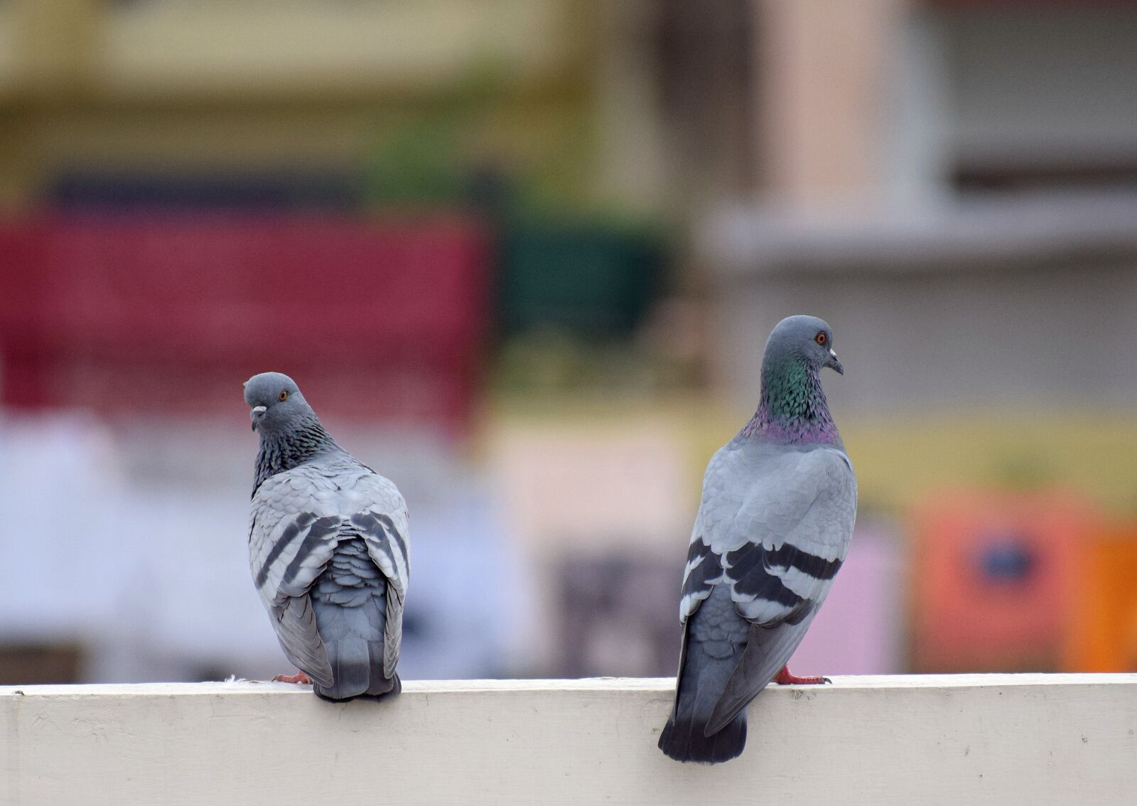 Nikon D3300 sample photo. Birds, pigeon, dove photography