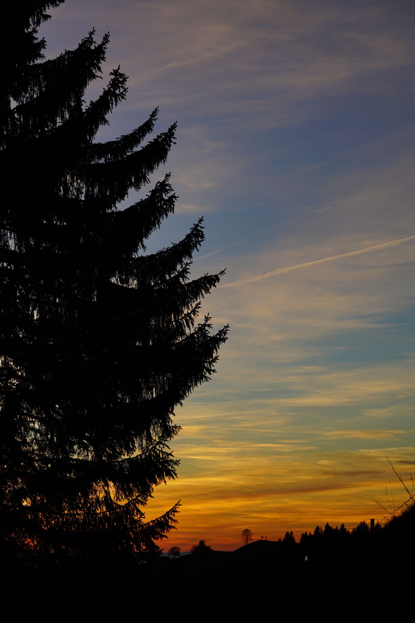 Sony a7R II + Sony FE 90mm F2.8 Macro G OSS sample photo. Fir tree, tree, sunset photography