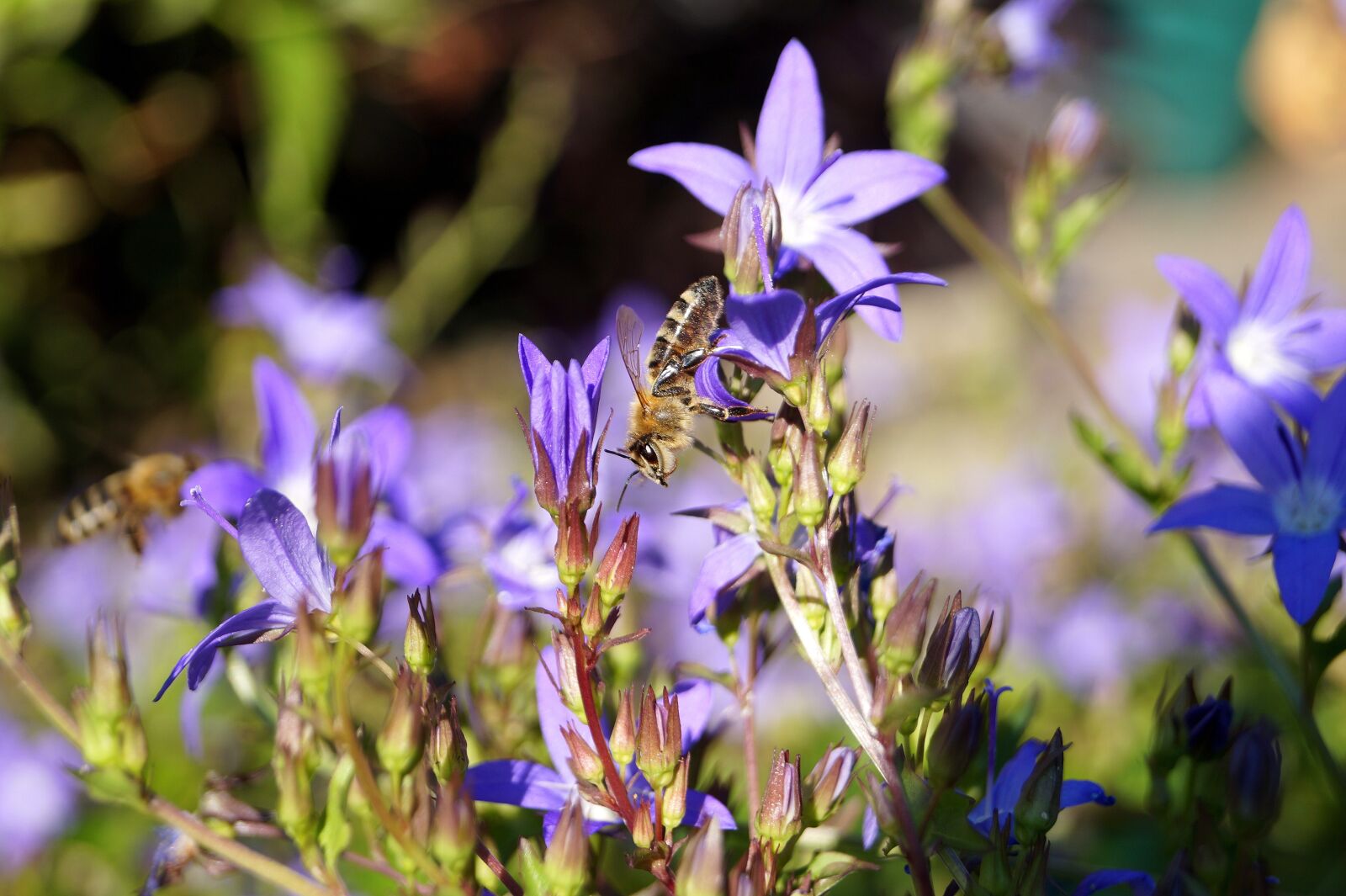 Sony DT 18-55mm F3.5-5.6 SAM II sample photo. Bee, flowers, purple photography