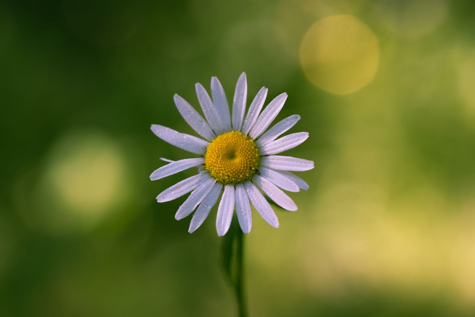 Nikon D3300 sample photo. Daisy, flower, summer photography