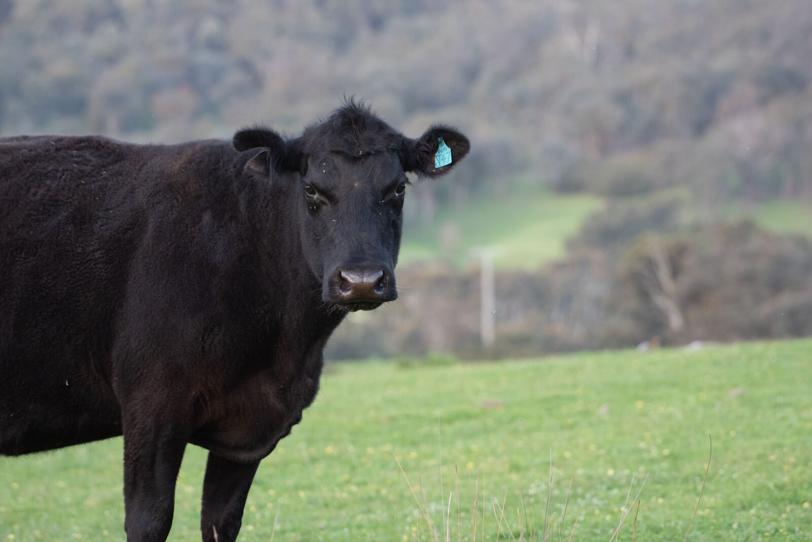 Nikon D750 sample photo. Cow, black angus, farm photography