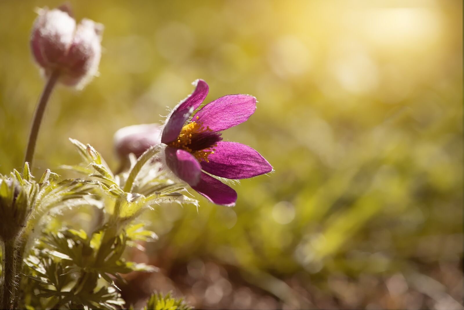 Nikon D750 sample photo. Anemone, flower, blossom photography