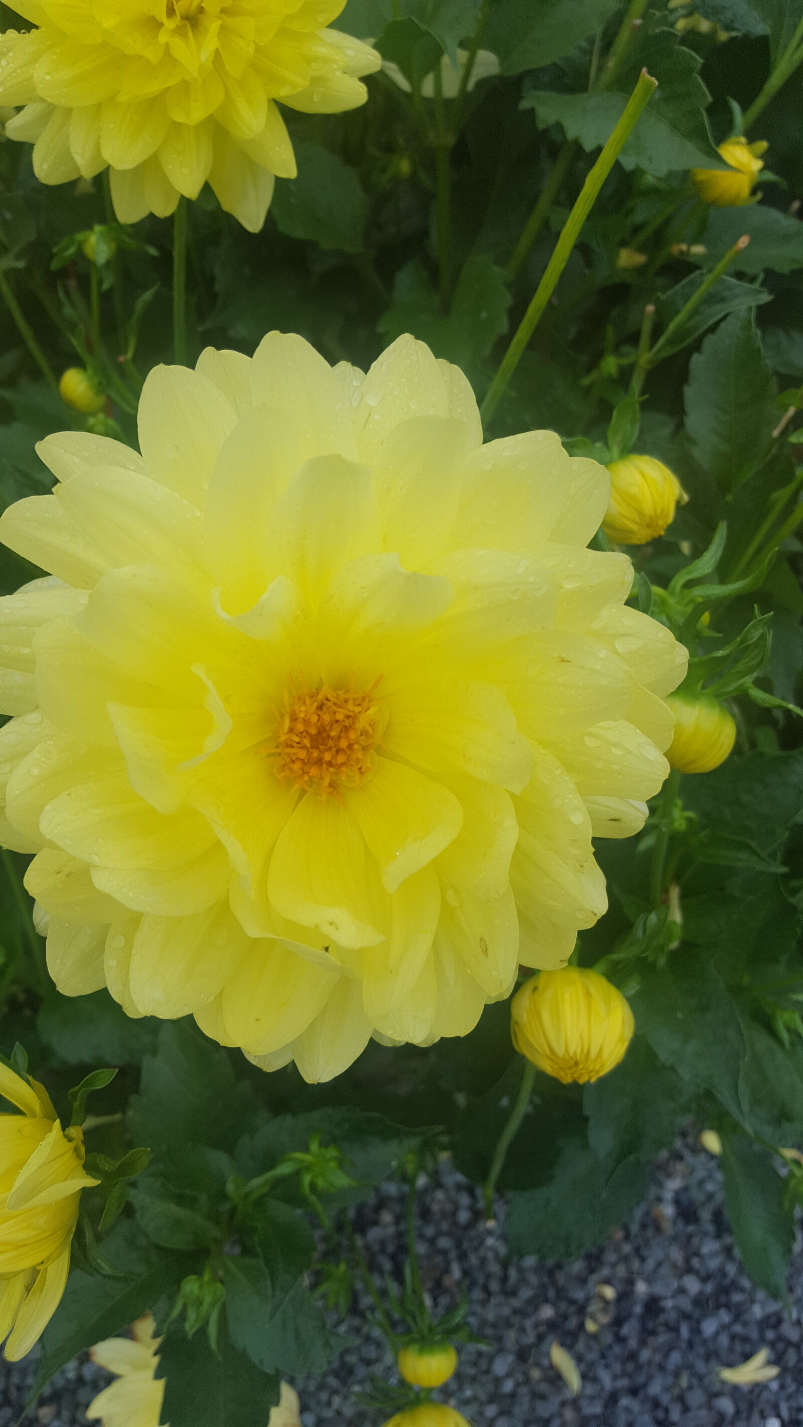 Samsung Galaxy S6 sample photo. Flower, yellow photography