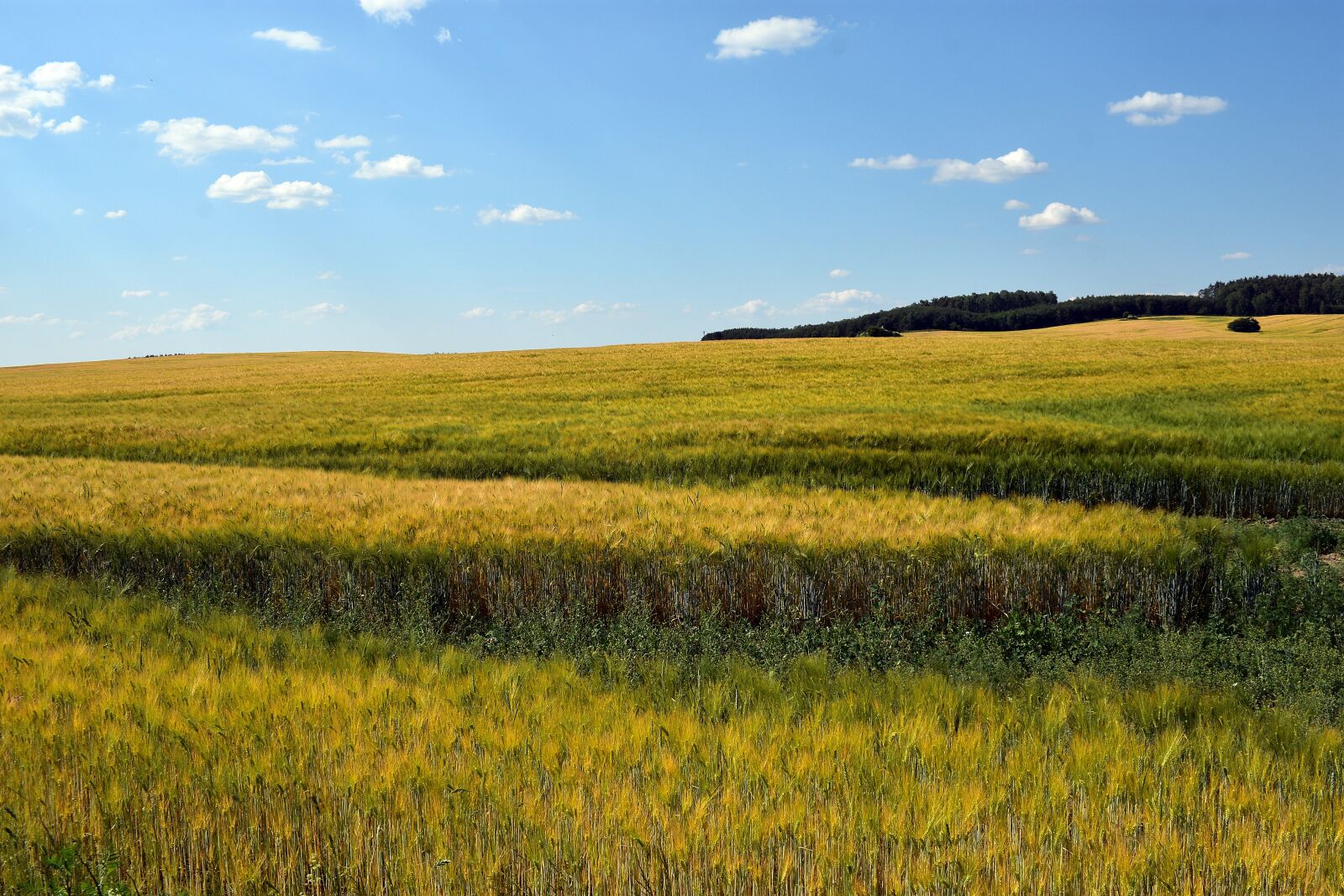 Nikon D3400 sample photo. Field, landscape, nature photography