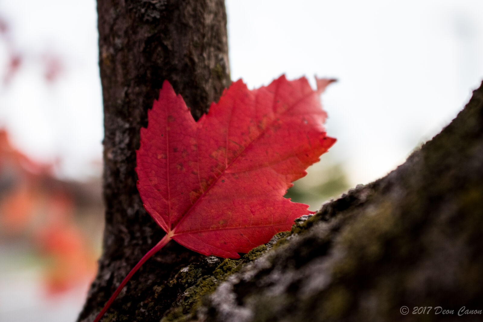 Canon EOS 80D sample photo. Autumn, autumn, colours, autumn photography