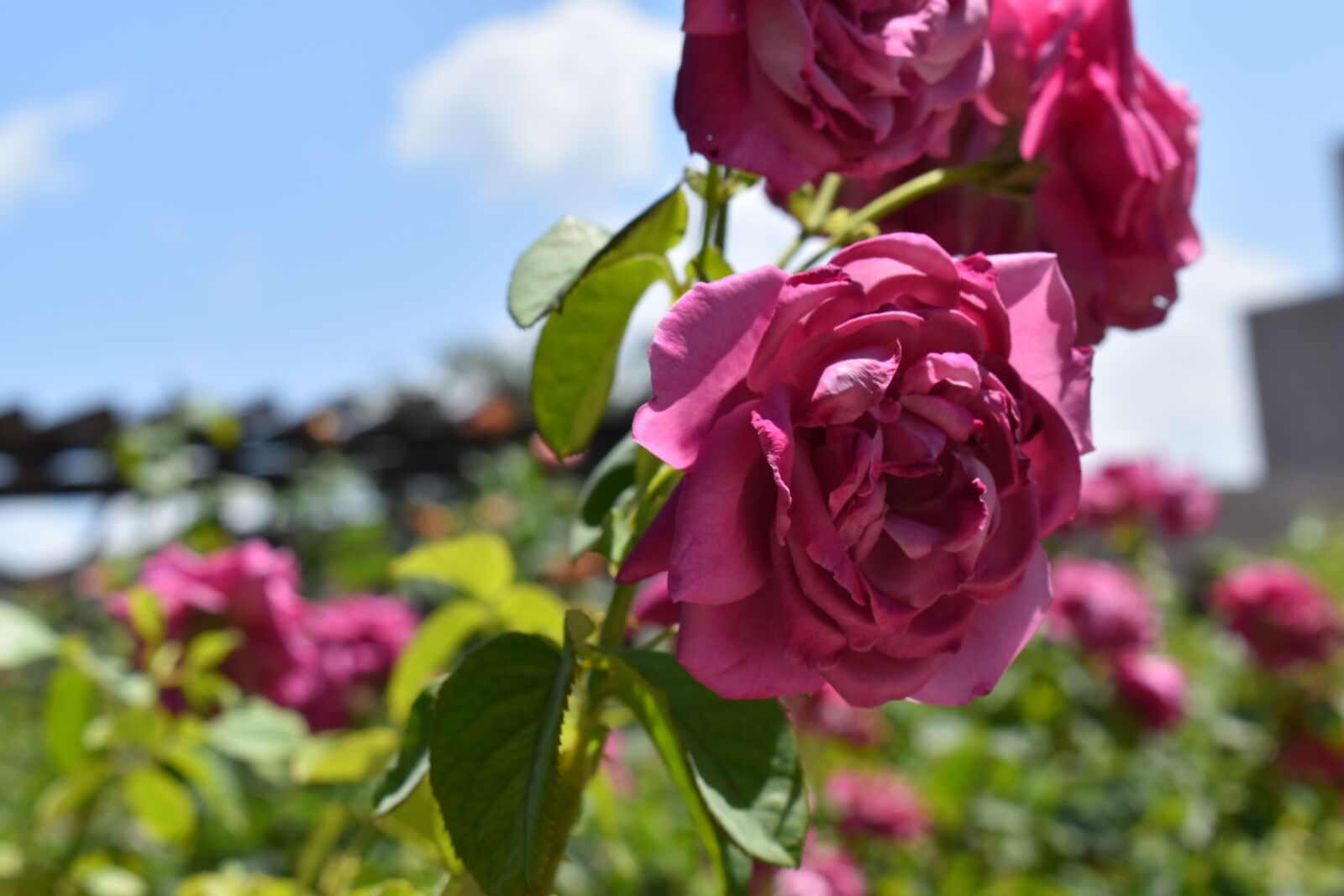 Nikon D5600 sample photo. Roses, rose, flower photography
