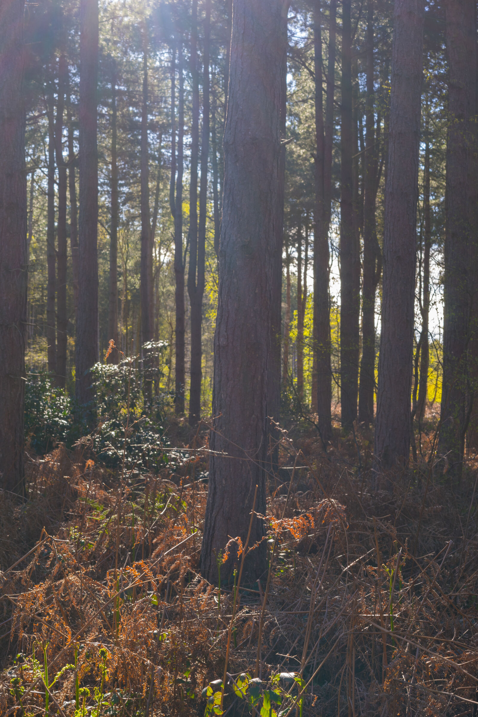 Sony a7 + Sony Sonnar T* FE 55mm F1.8 ZA sample photo. Countryside, ferns, nature, nature photography
