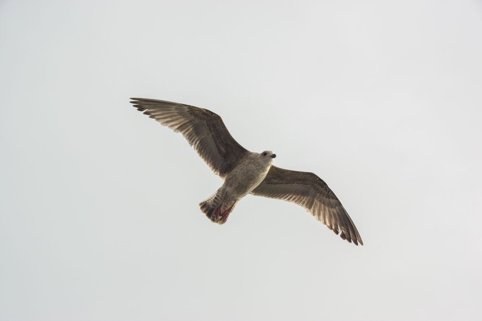 Pentax K-70 sample photo. Seagull, bird, flight photography