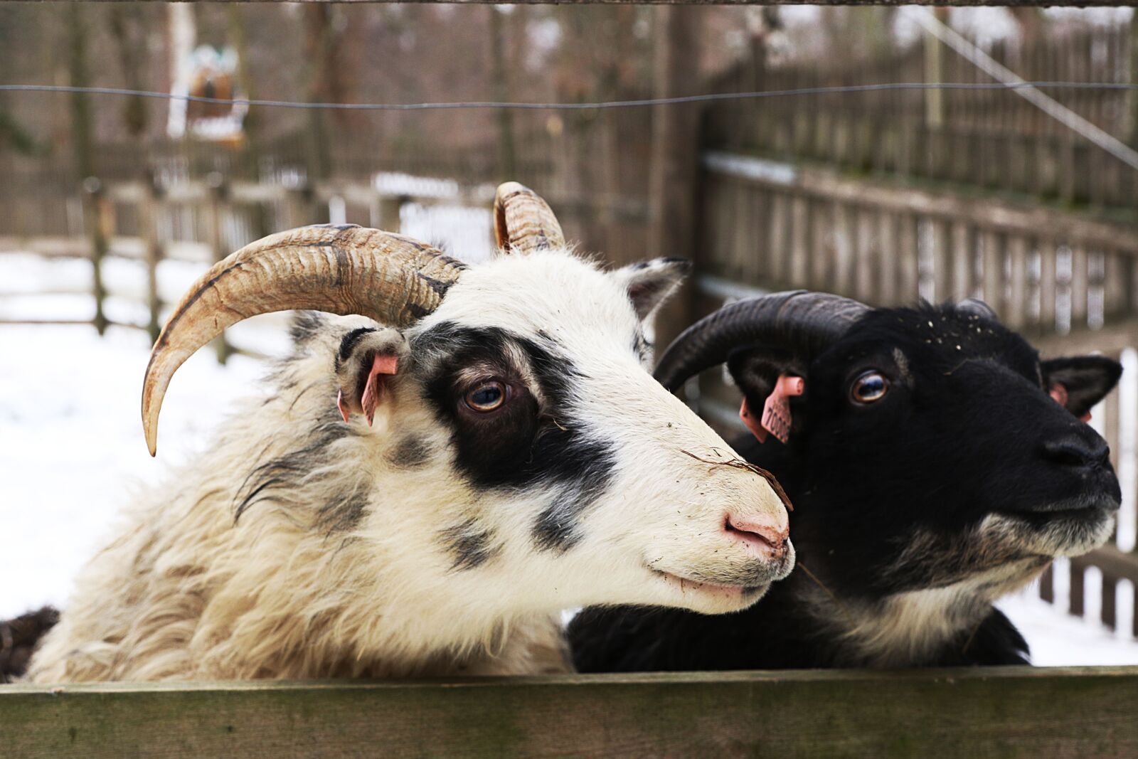 Canon EOS 7D Mark II sample photo. Goat, animal, horns photography