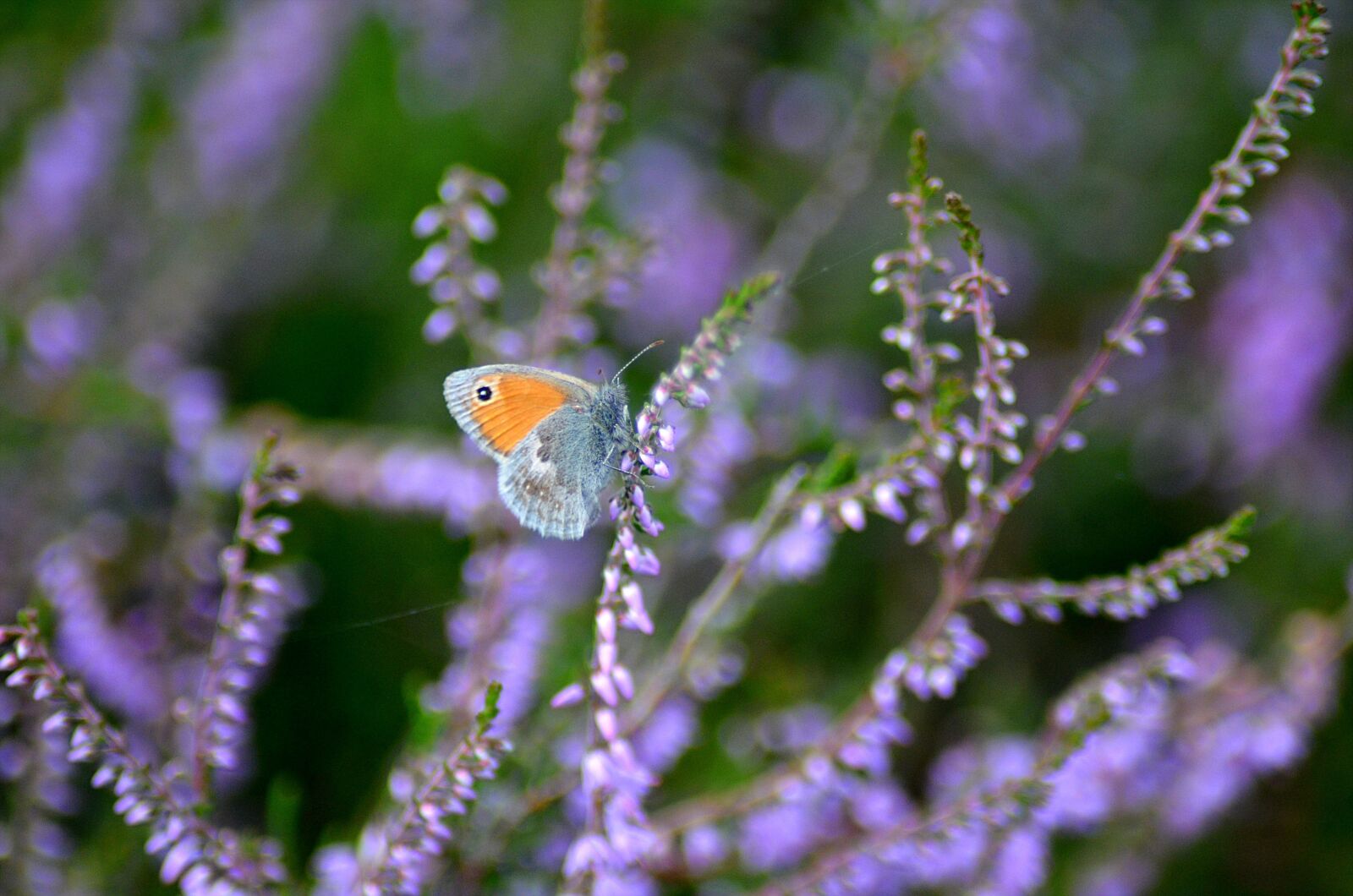 Nikon D5100 sample photo. Butterfly, colorful, close up photography