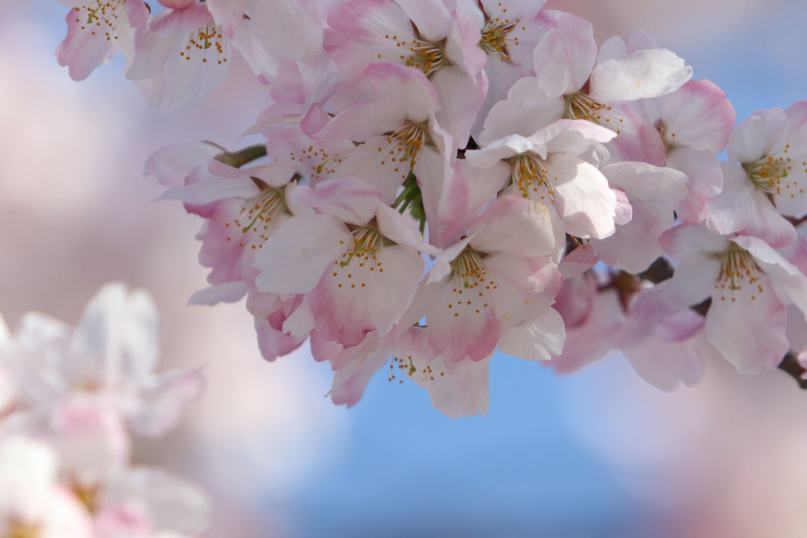 Canon EF 70-200mm F2.8L USM sample photo. Cherry blossom, spring, flowers photography