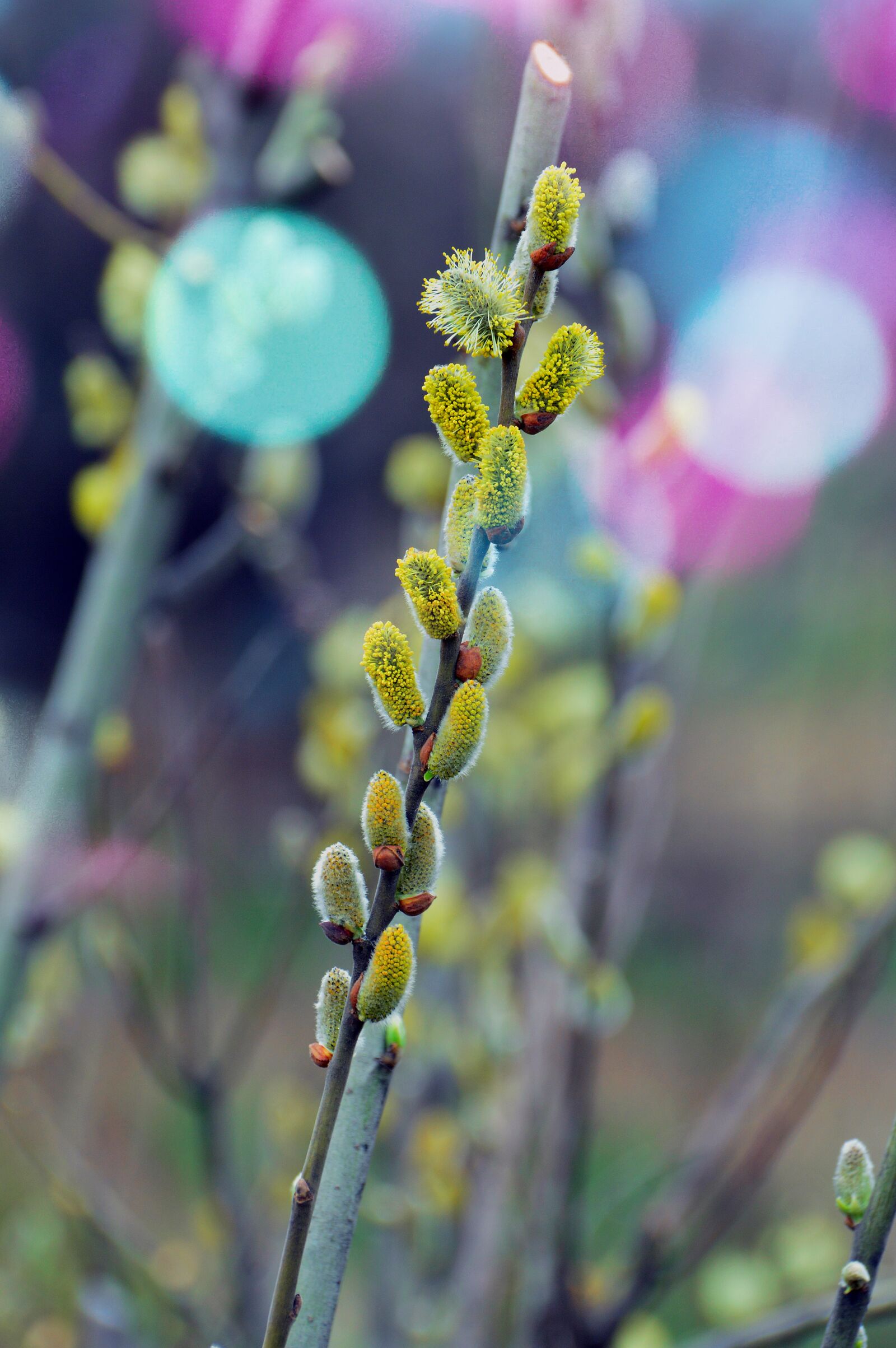 Nikon D3200 sample photo. Nature, flower, plant photography