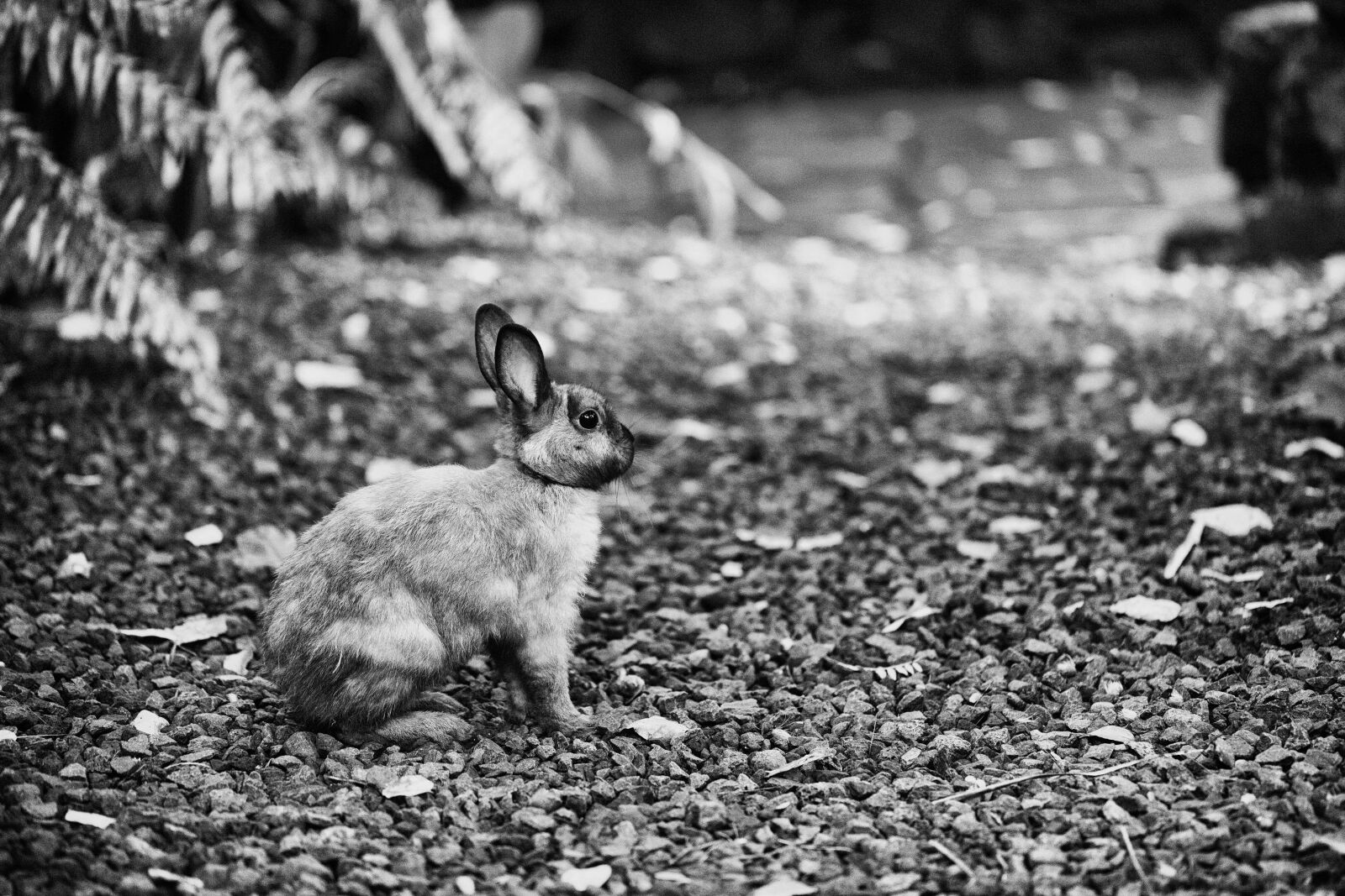 Canon EF 100mm F2.8L Macro IS USM sample photo. Black, and, white, bunny photography