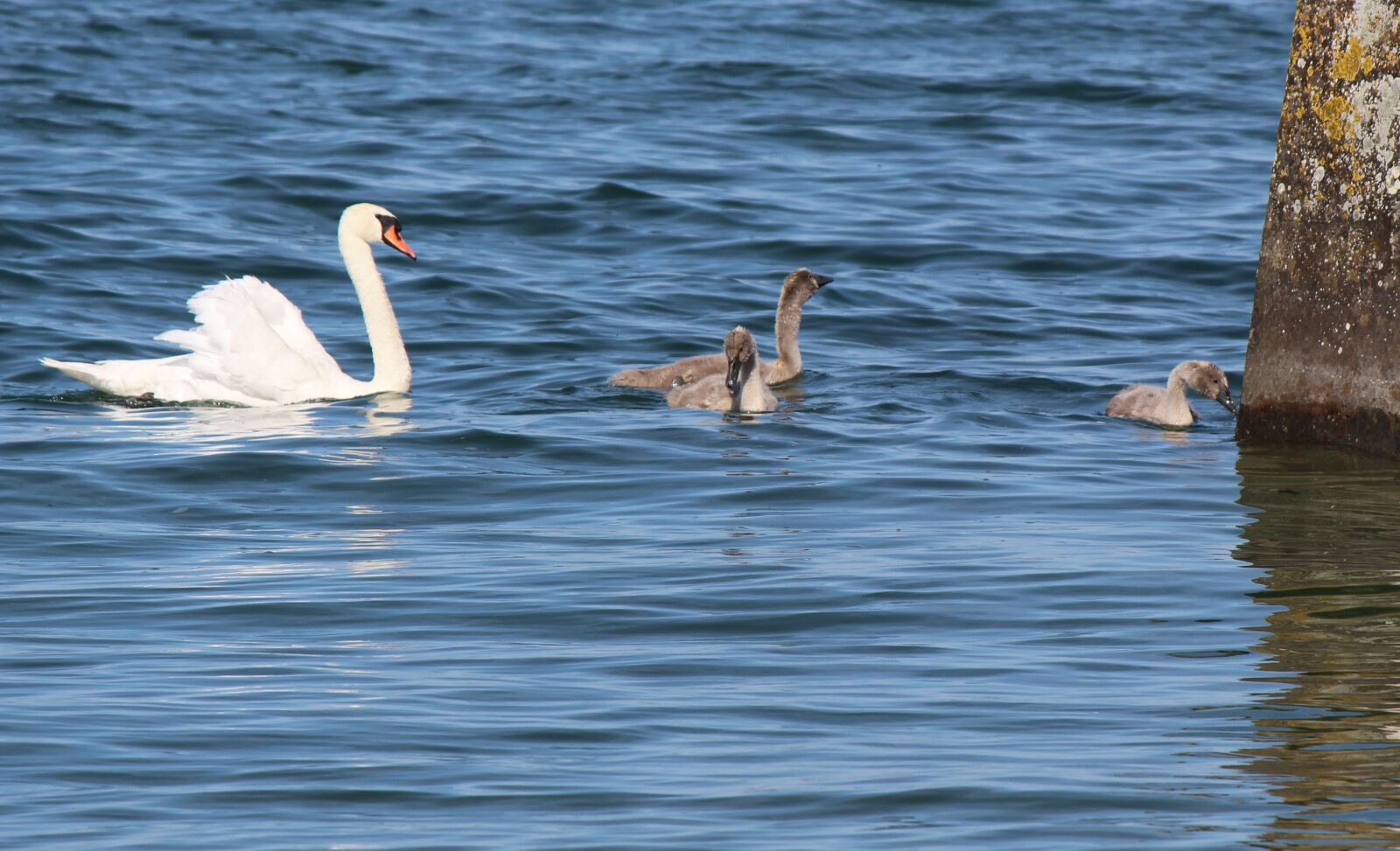 Canon EOS 700D (EOS Rebel T5i / EOS Kiss X7i) sample photo. Family, swans, mother photography