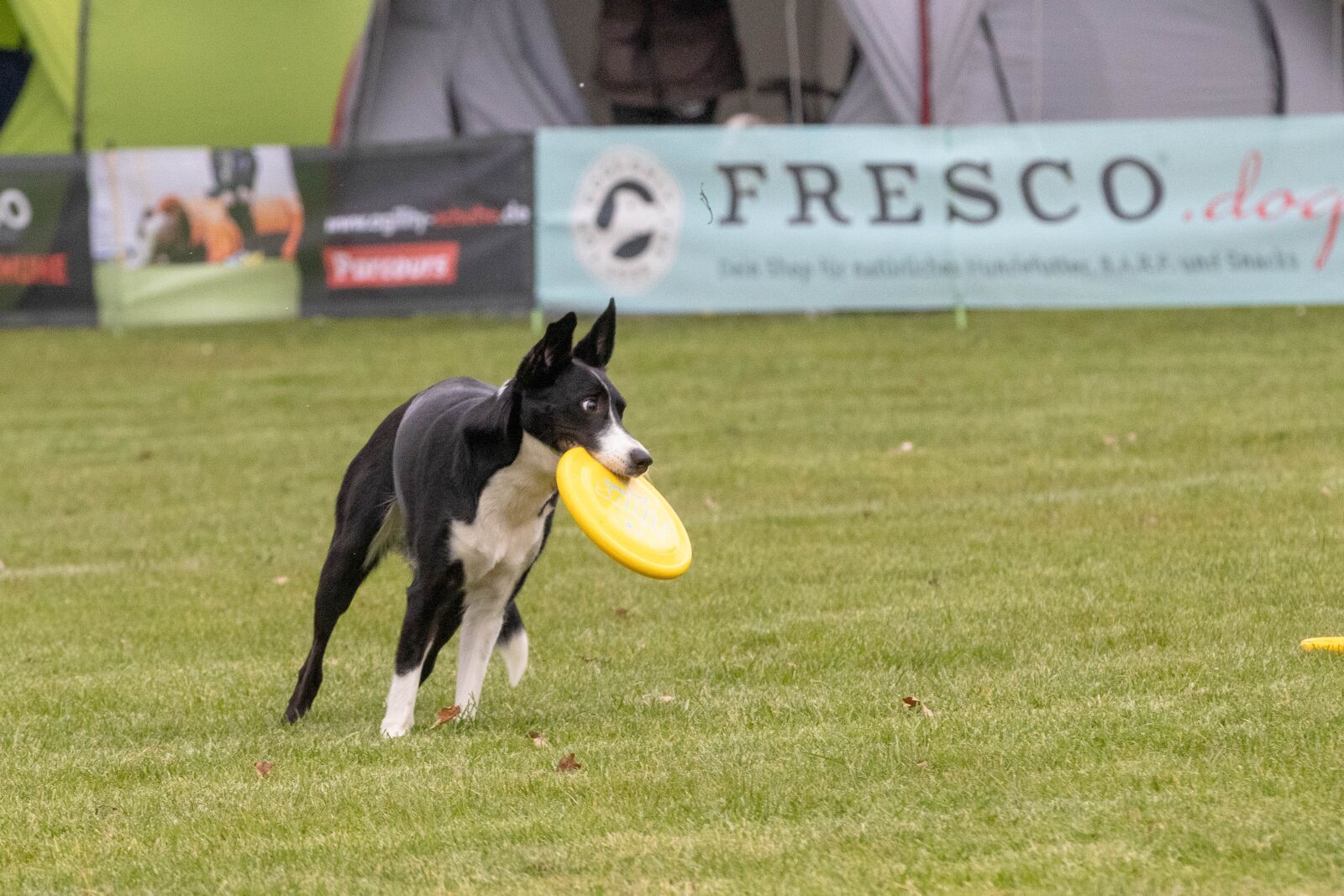 Canon EOS 80D sample photo. Frisbee, dogfrisbee, dog photography