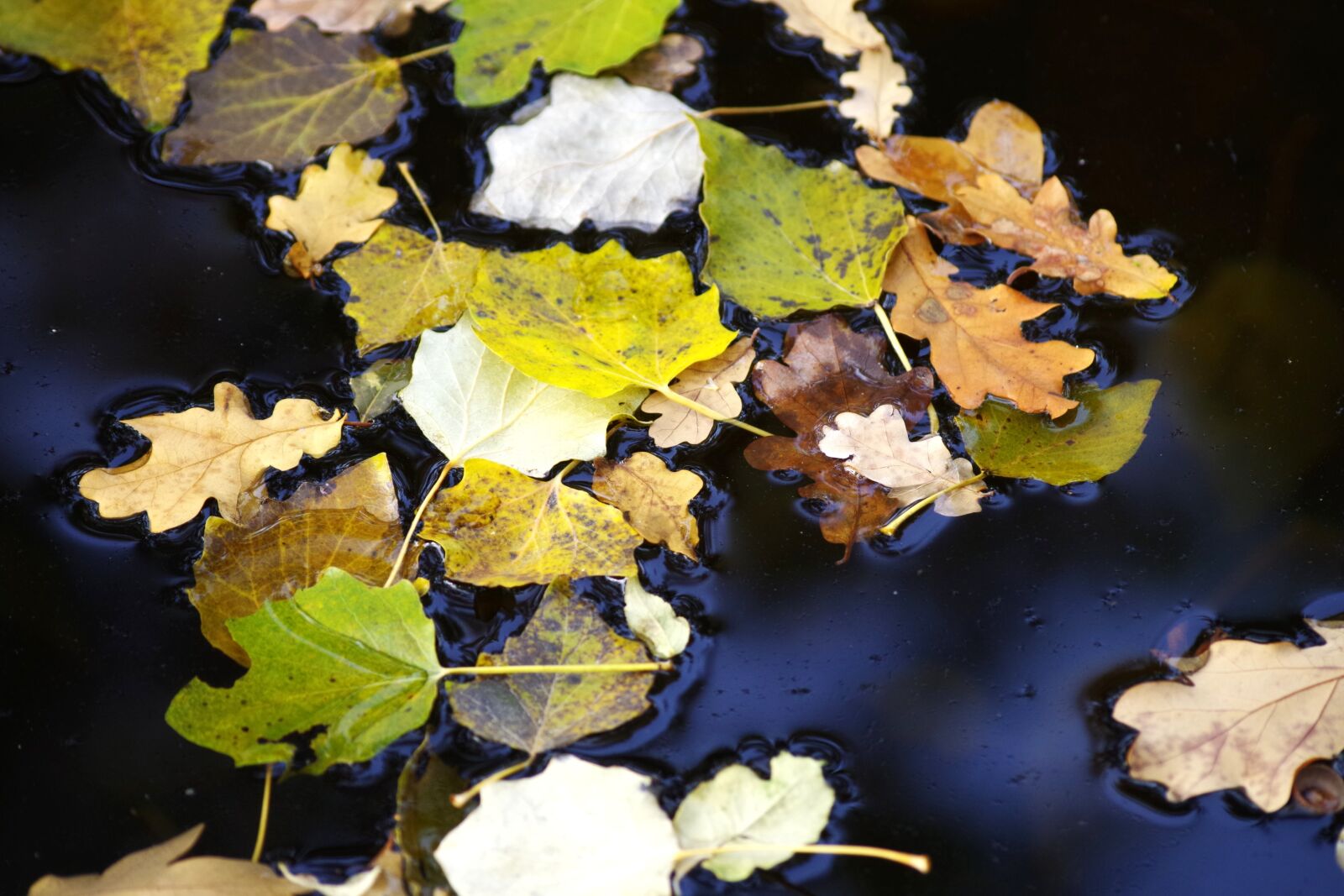 Pentax K-30 sample photo. Leaves, color, autumn photography