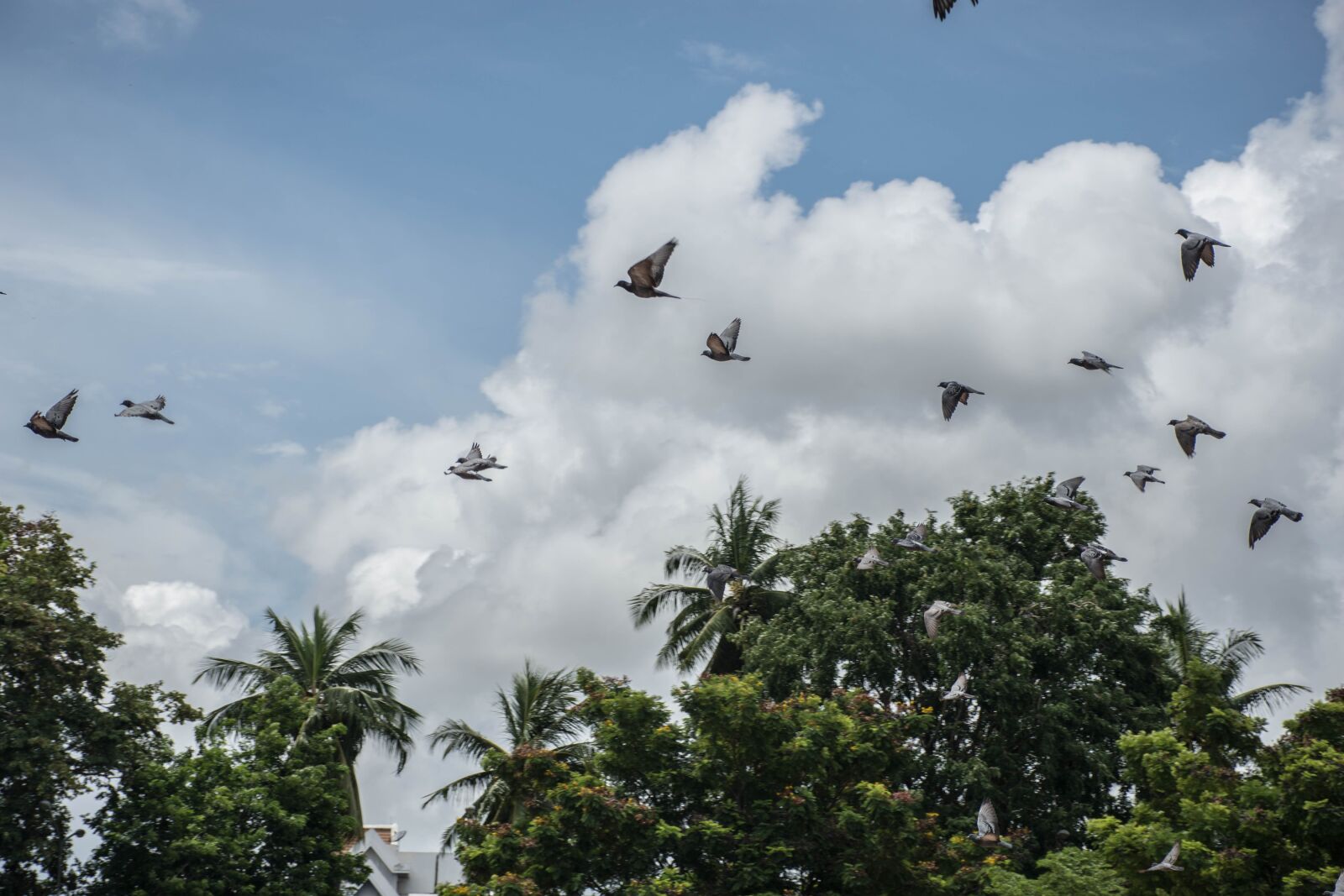 Nikon D7200 sample photo. A flock of birds photography