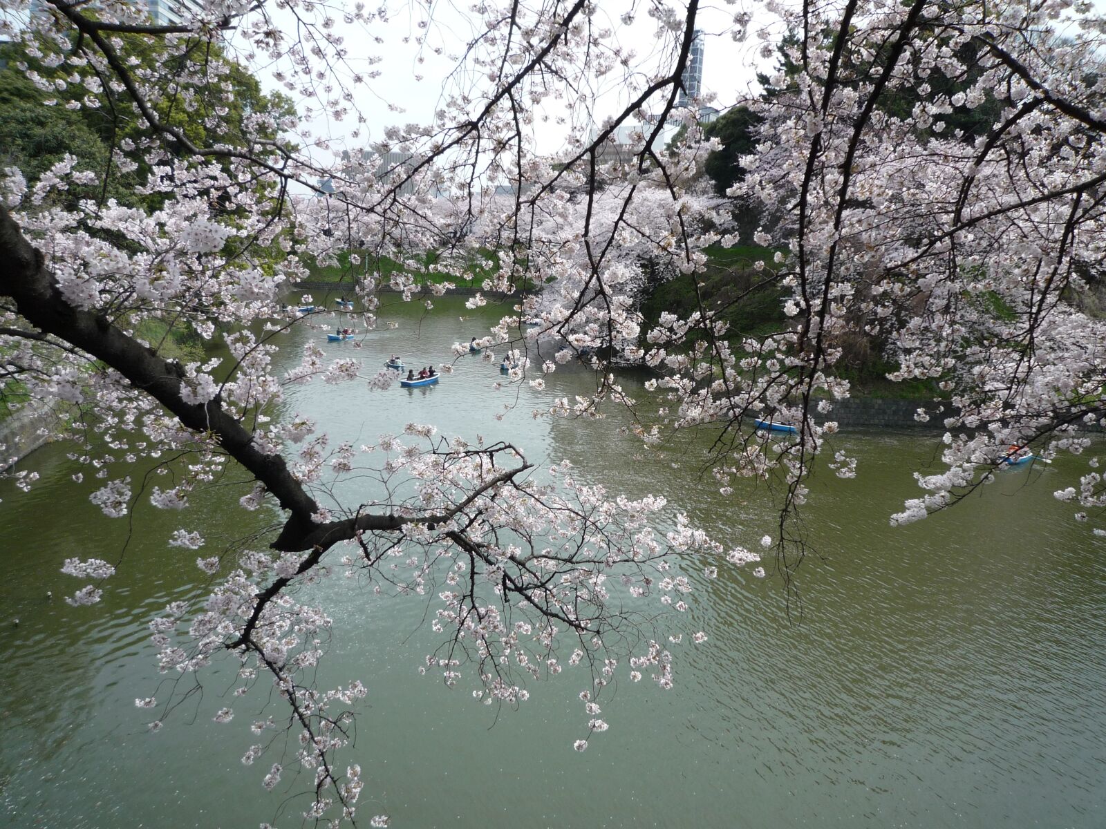 Panasonic DMC-FX37 sample photo. Cherry blossoms, sakura, flowers photography
