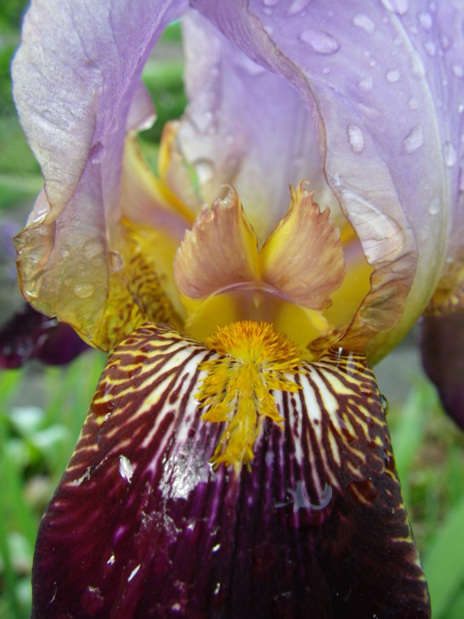 Pentax Optio W90 sample photo. Iris, flower, violet photography