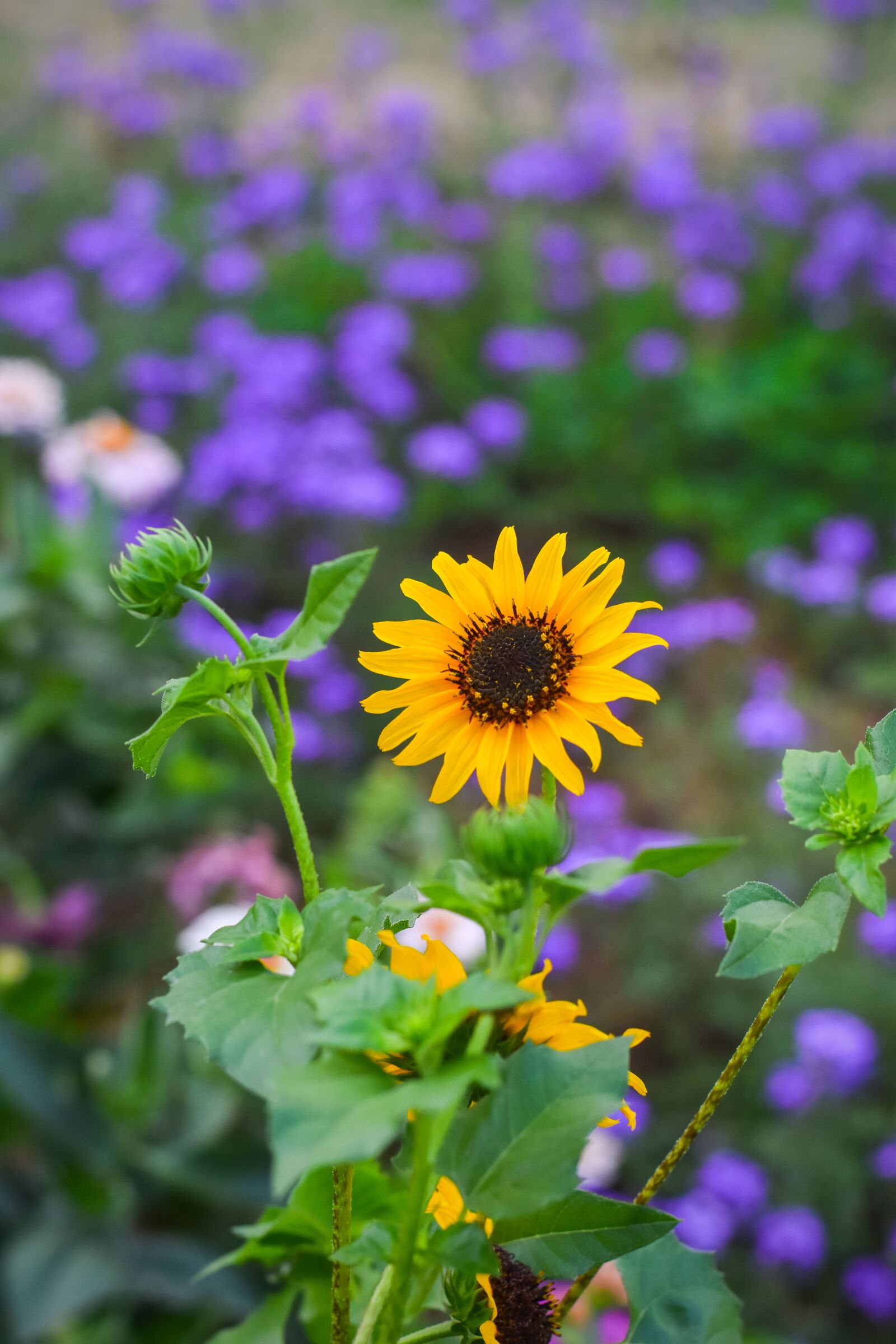 Nikon D7200 sample photo. Flower, portrait, garden photography
