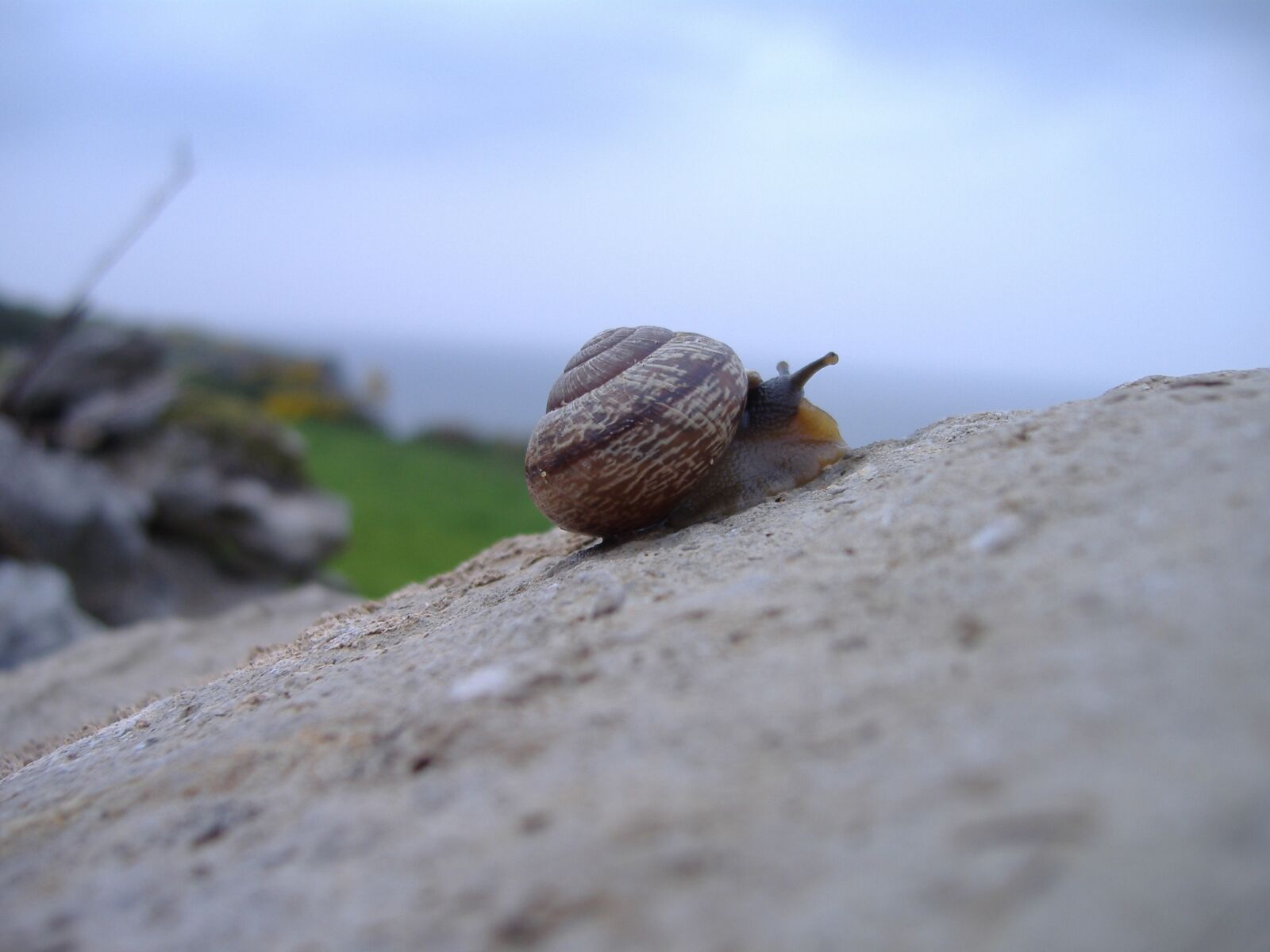 Fujifilm FinePix A370 sample photo. Snail, rock, climbing photography