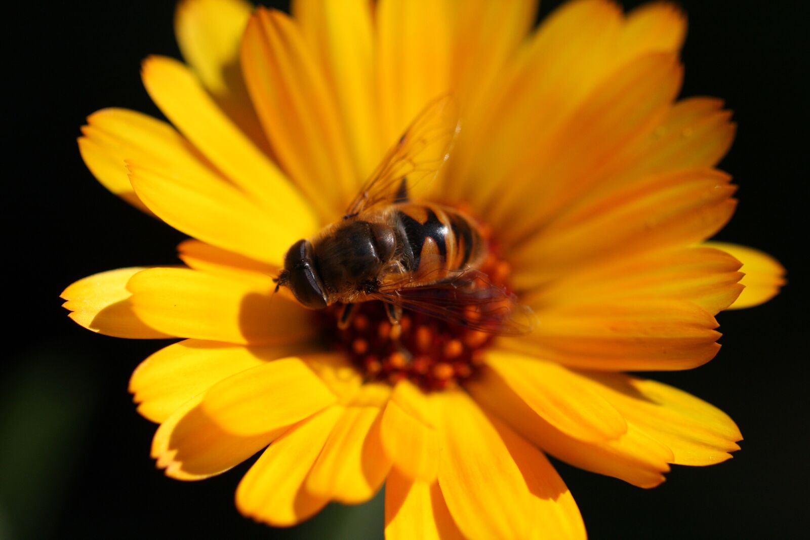 Canon EOS 40D sample photo. Flower, bee, animal photography