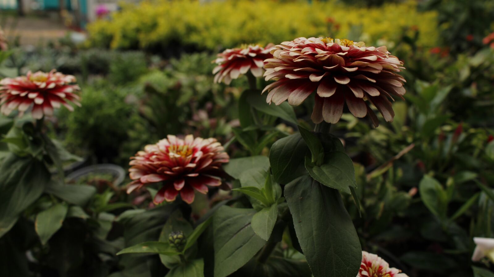 Canon EOS 700D (EOS Rebel T5i / EOS Kiss X7i) sample photo. Flowers, color, nature photography