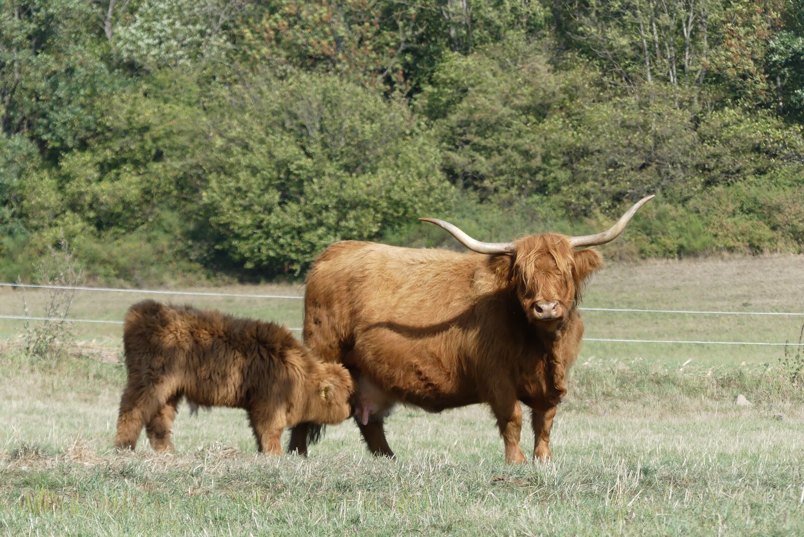 Panasonic Lumix DMC-FZ300 sample photo. Beef, galloway, agriculture photography