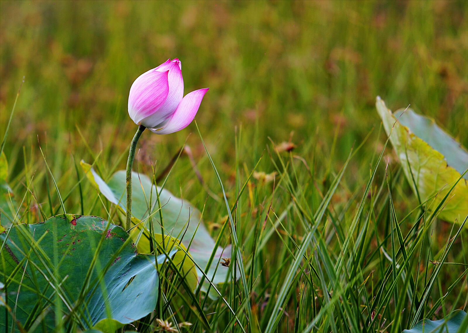 Canon EOS 6D sample photo. Pink, water, lily, flower photography