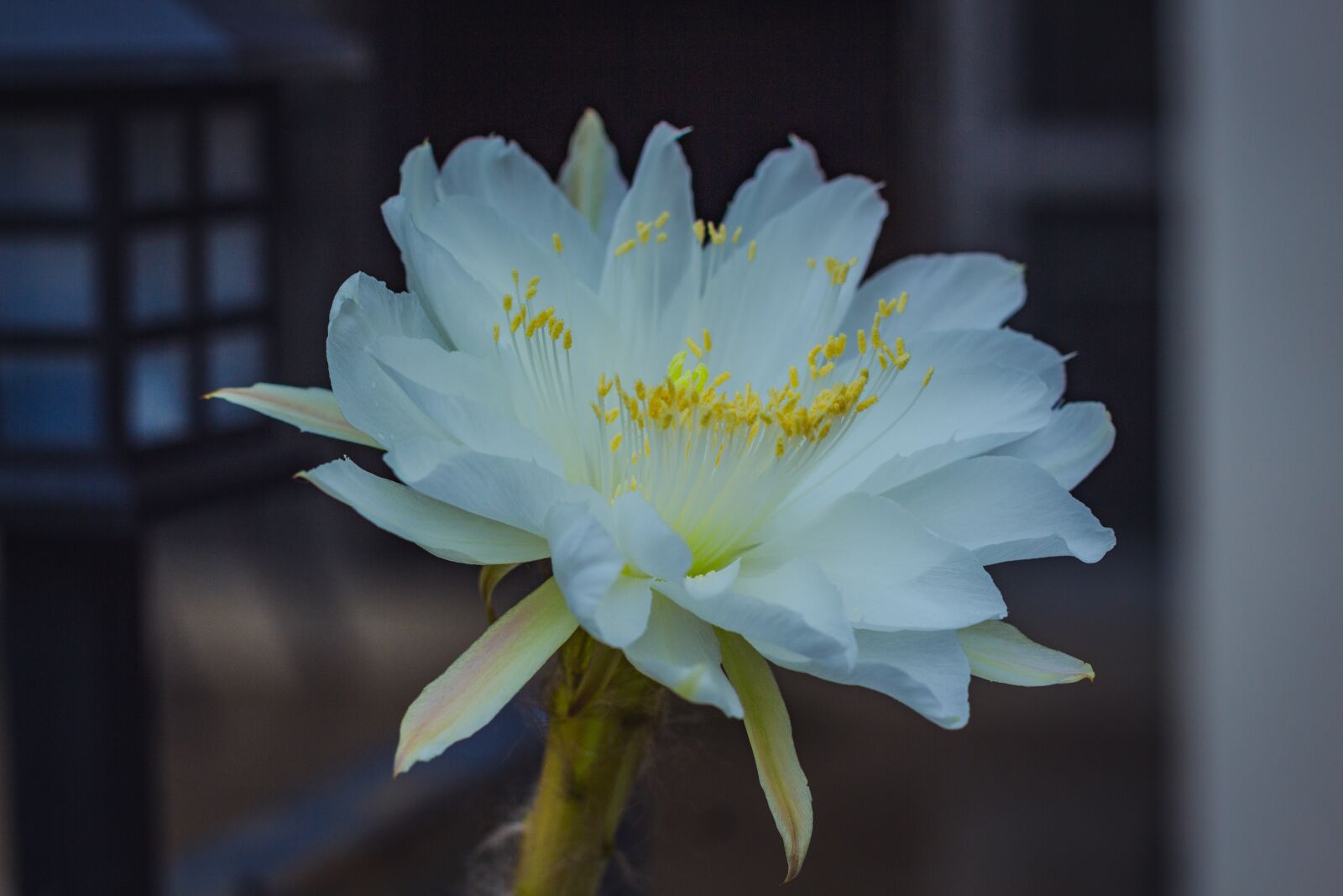 Canon EOS 700D (EOS Rebel T5i / EOS Kiss X7i) + Canon EF 50mm F1.8 STM sample photo. White, leaves, flora photography
