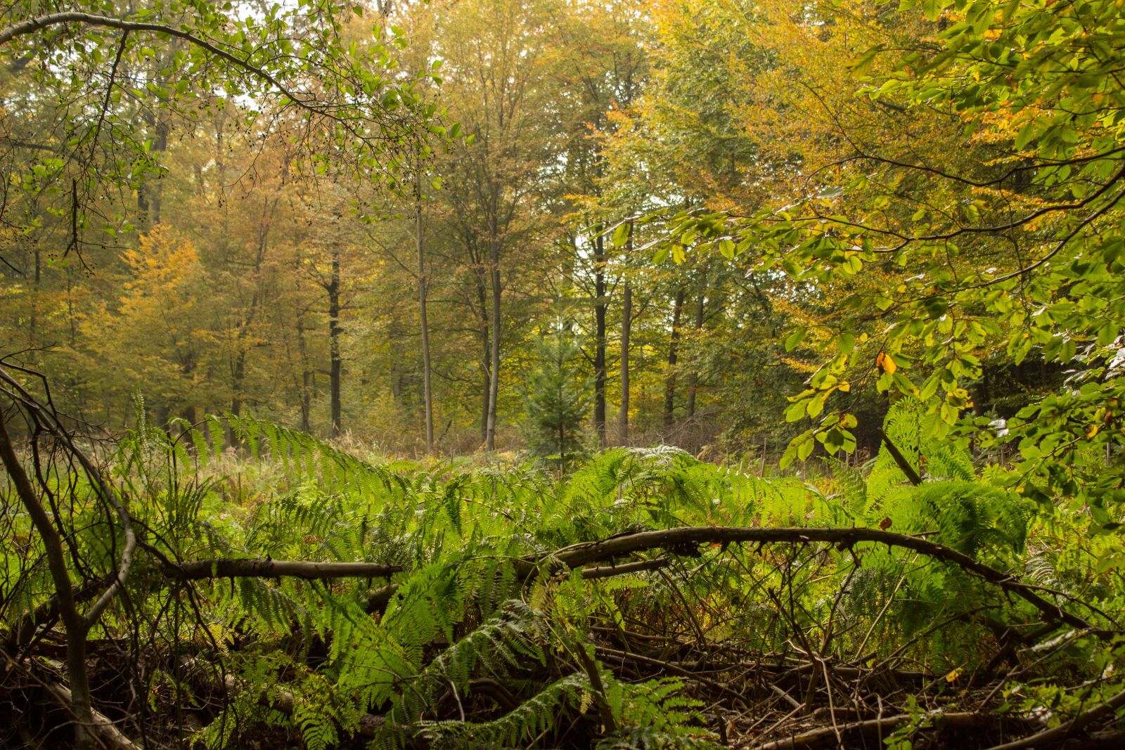 Canon EOS 600D (Rebel EOS T3i / EOS Kiss X5) sample photo. Autumn, forest, leaves photography