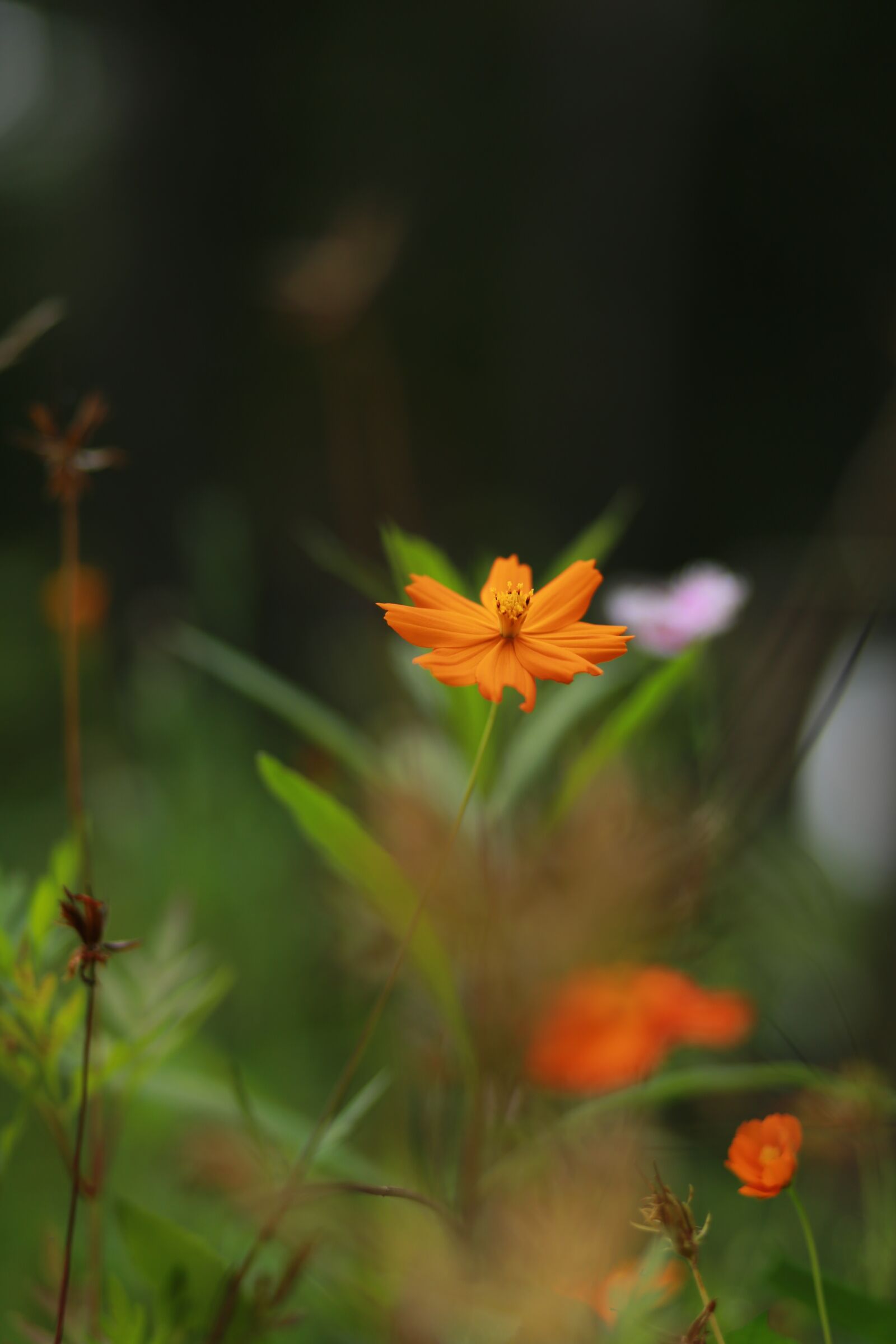 Canon EF 85mm F1.8 USM sample photo. Flowers, wildflower, plants photography
