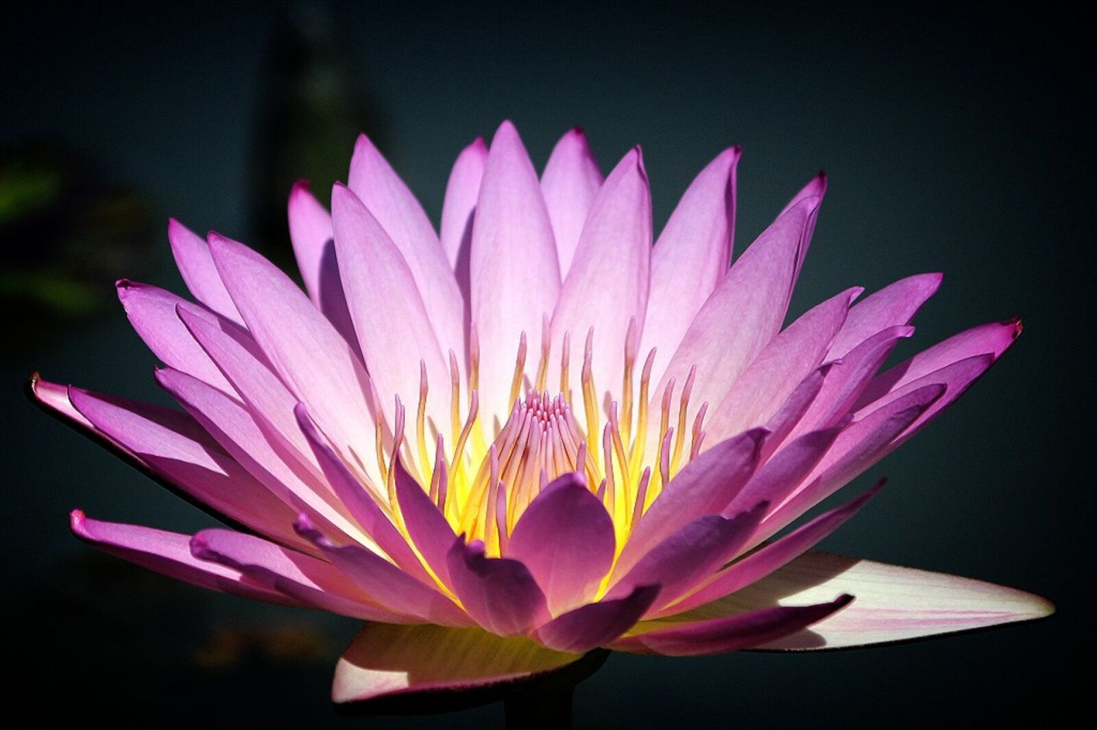 Canon EOS 60D sample photo. Water lily flower, pond photography
