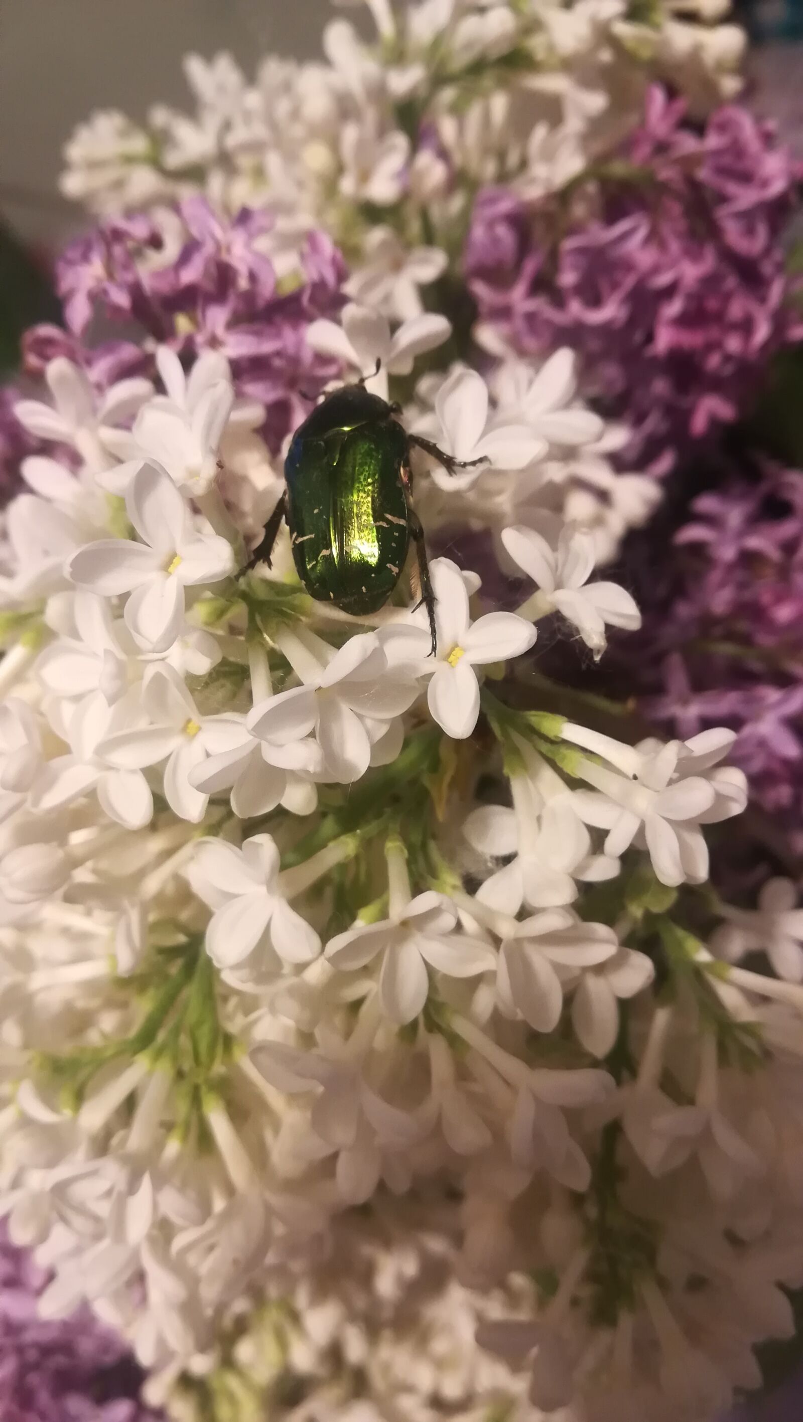 HUAWEI PRA-LX1 sample photo. Lilac, beetle, spring photography