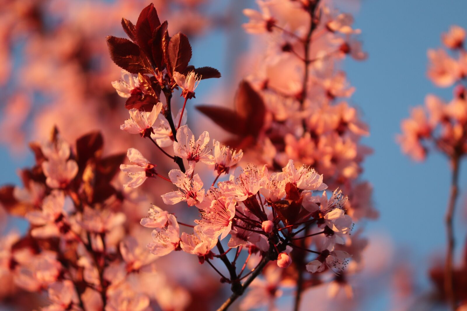 Canon EOS 200D (EOS Rebel SL2 / EOS Kiss X9) sample photo. Ornamental cherry, evening light photography