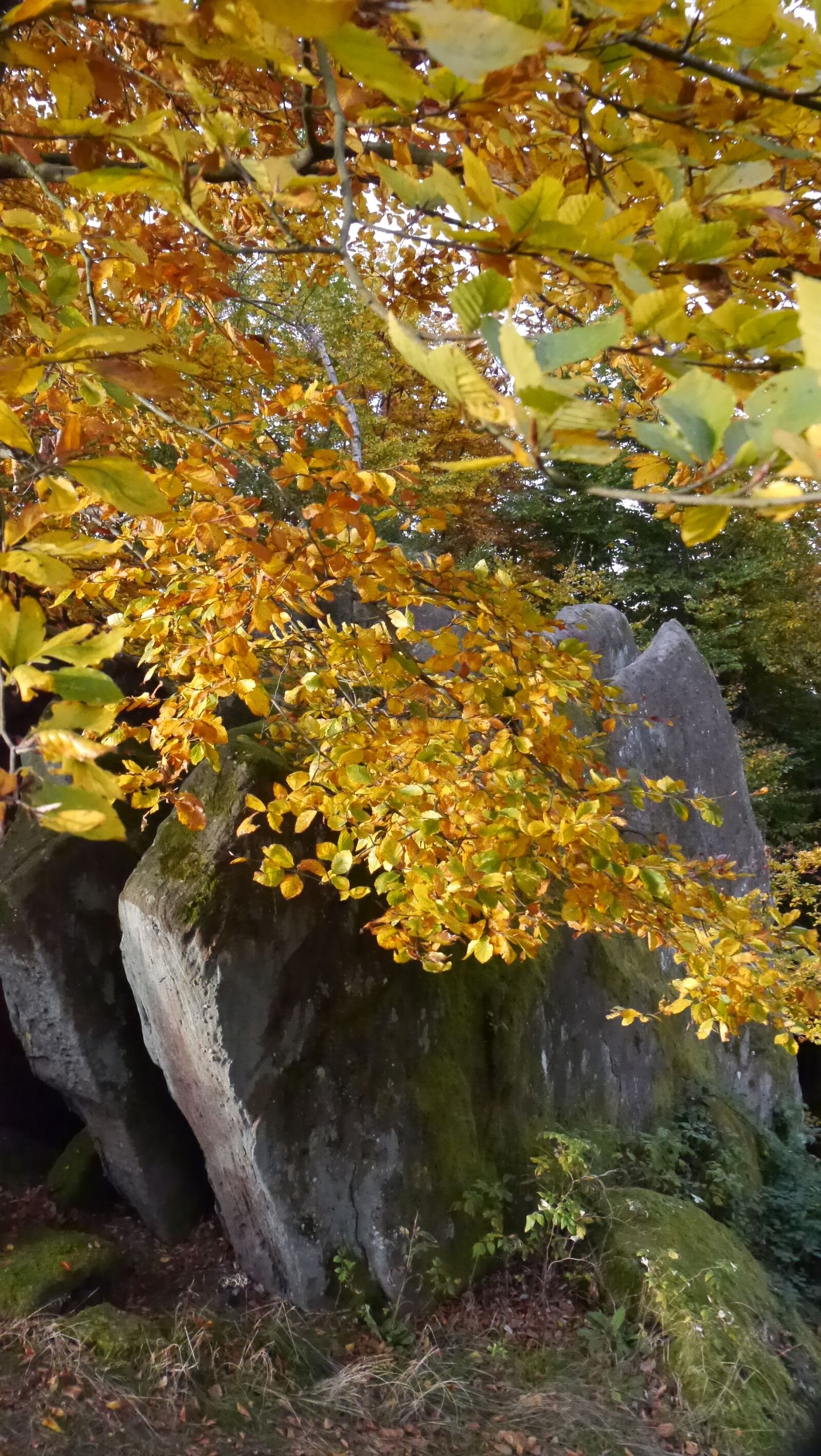 Panasonic Lumix DMC-G5 sample photo. Palatinate, rock, autumn photography