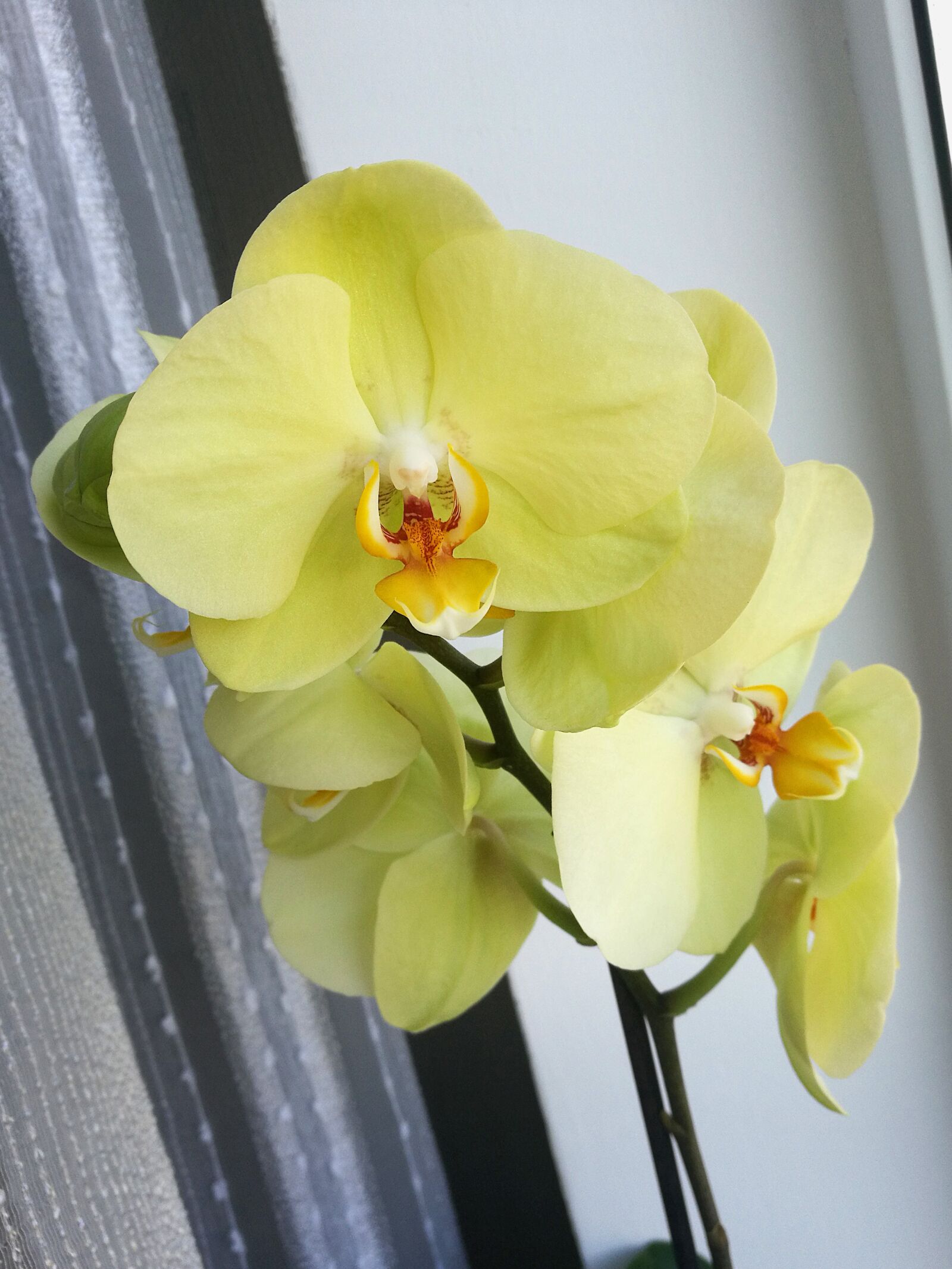 HUAWEI P9 sample photo. Orchid, yellow, flower photography