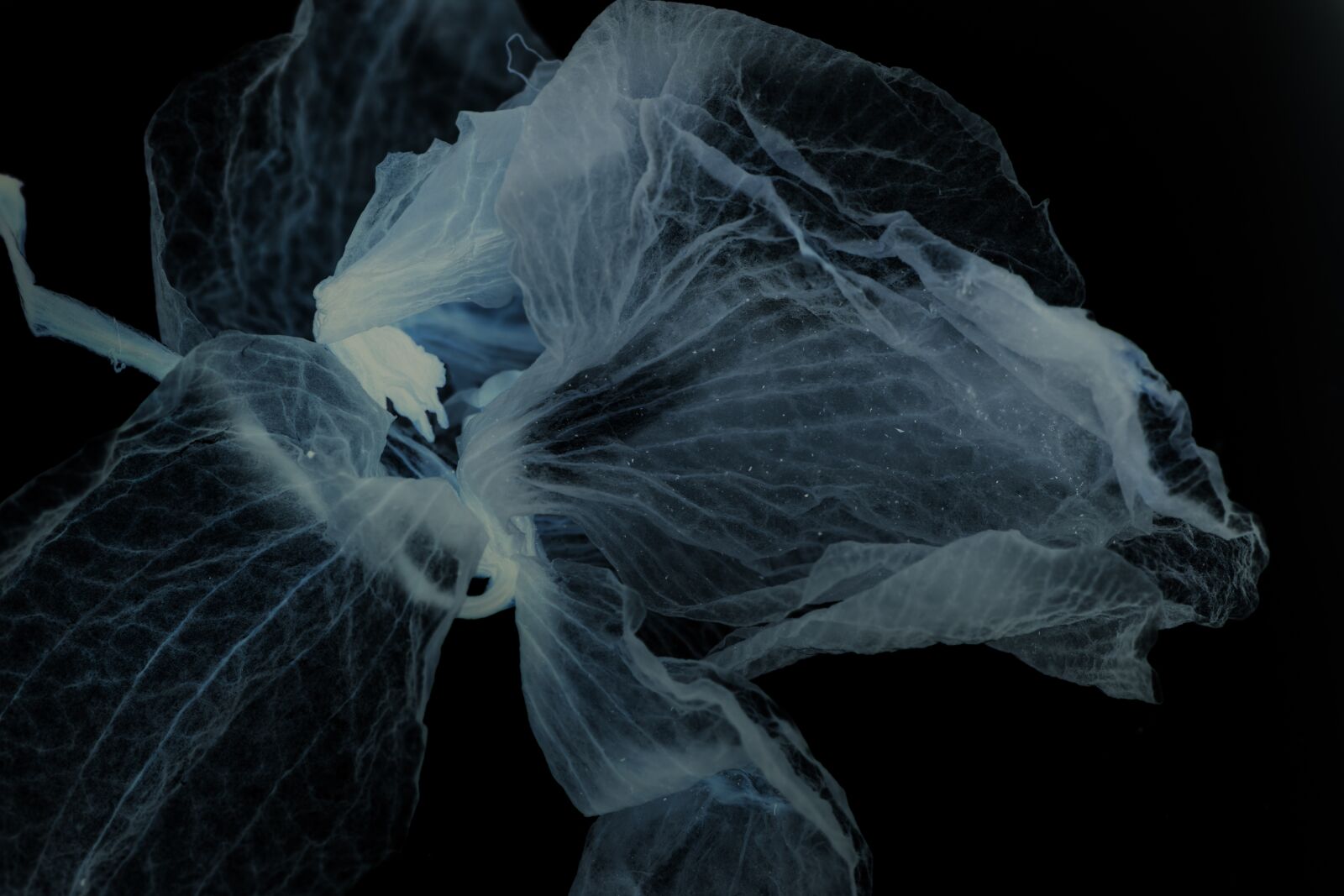 Canon EOS 5D Mark III sample photo. Flower, petal, negative photography
