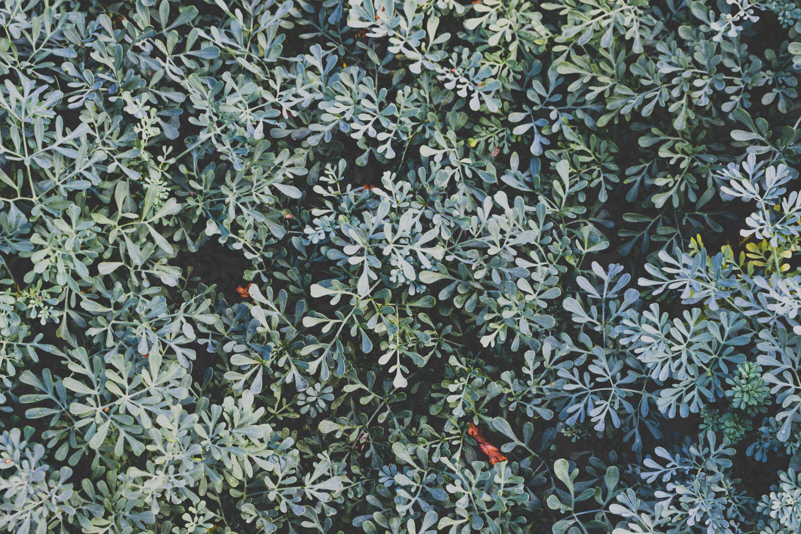 Canon EOS 700D (EOS Rebel T5i / EOS Kiss X7i) sample photo. Blueish, greenish, bush, flower photography